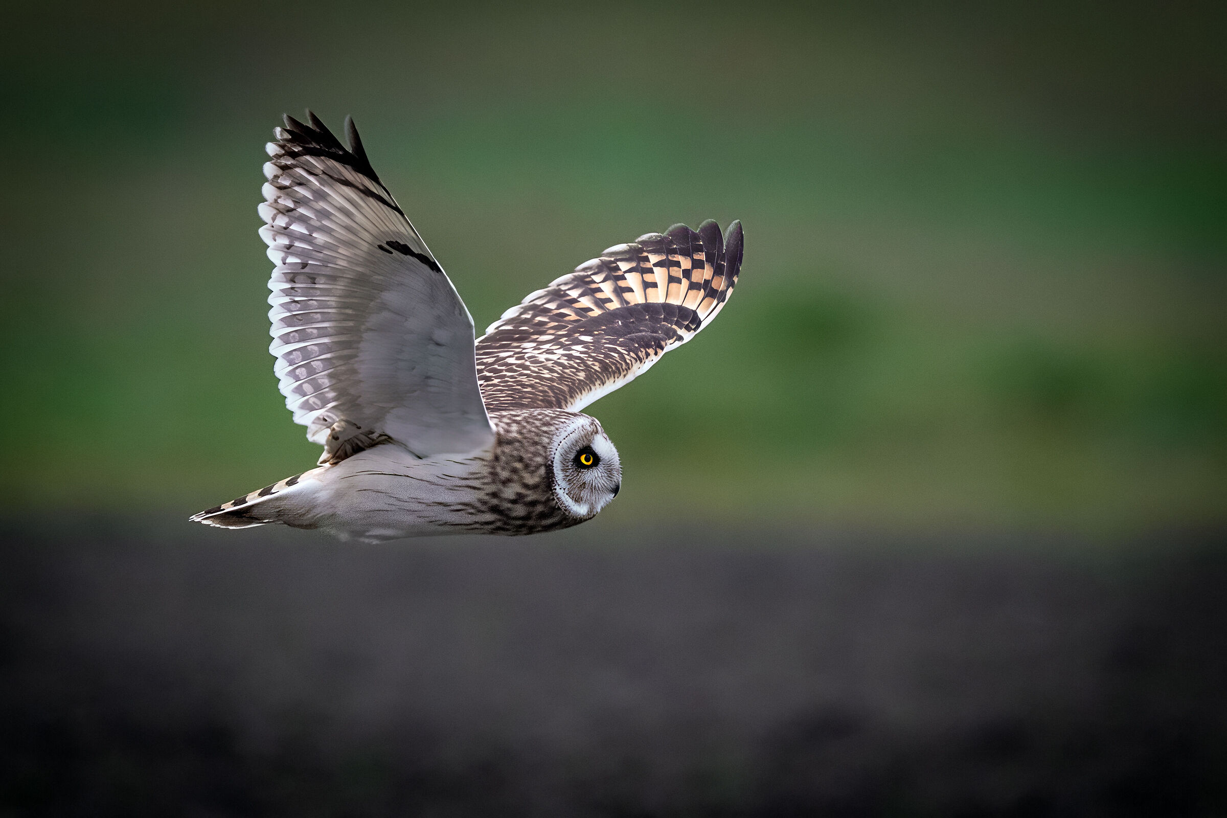 Swamp owl