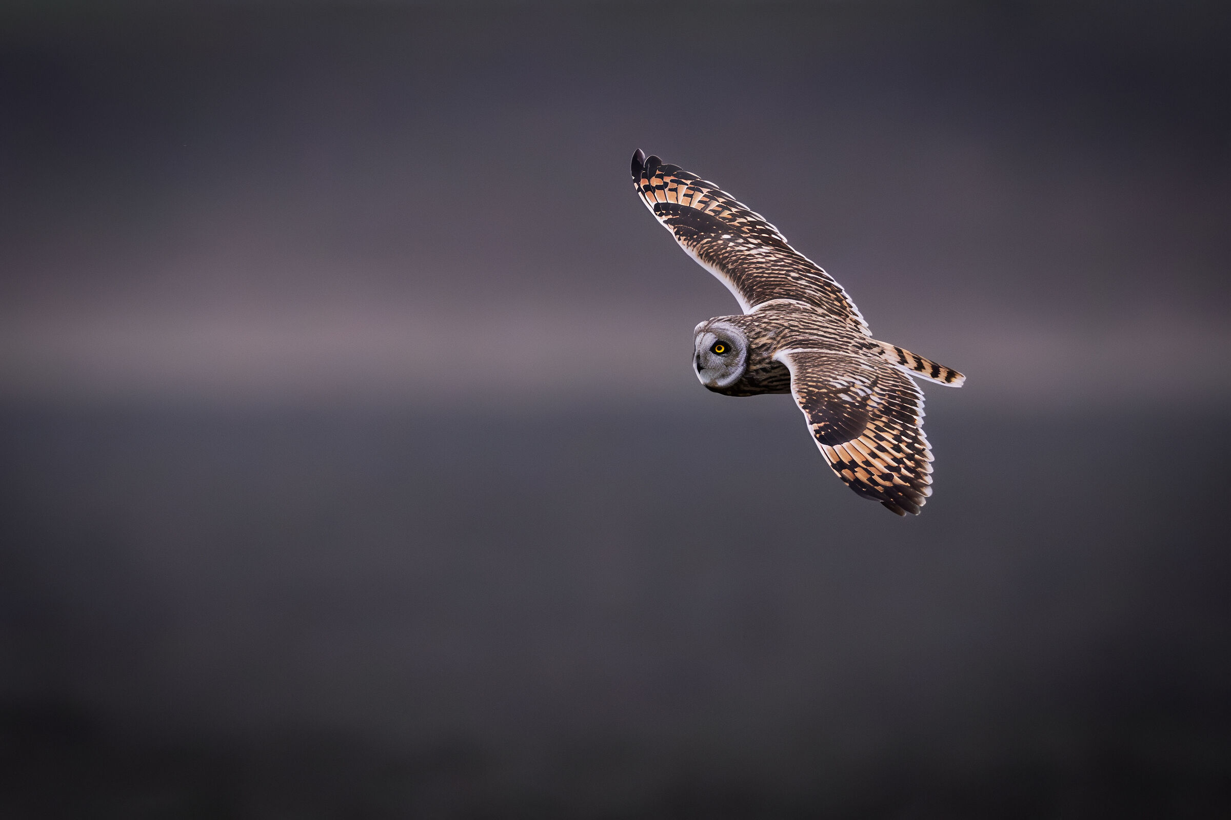 Swamp owl