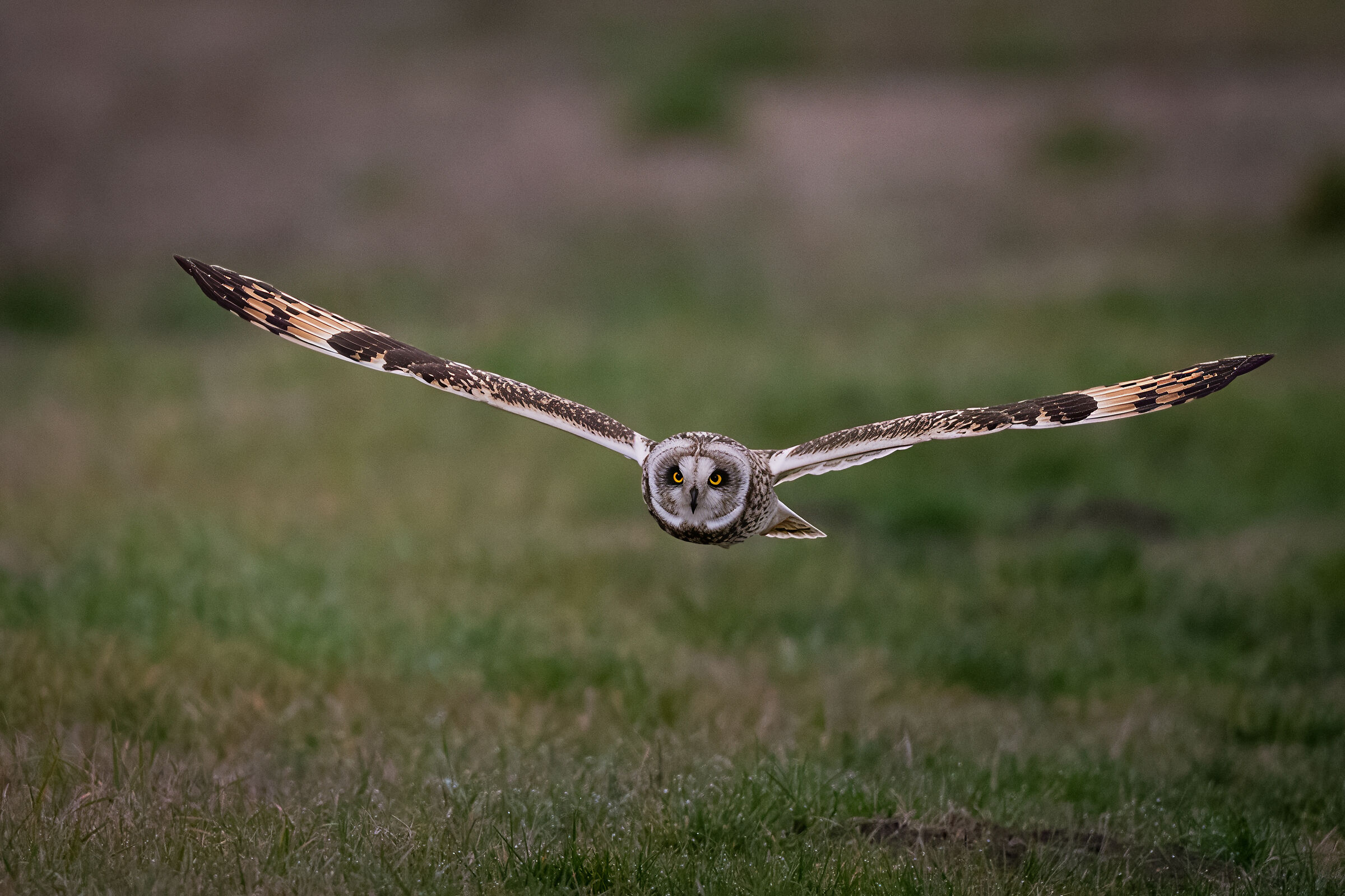 Swamp owl