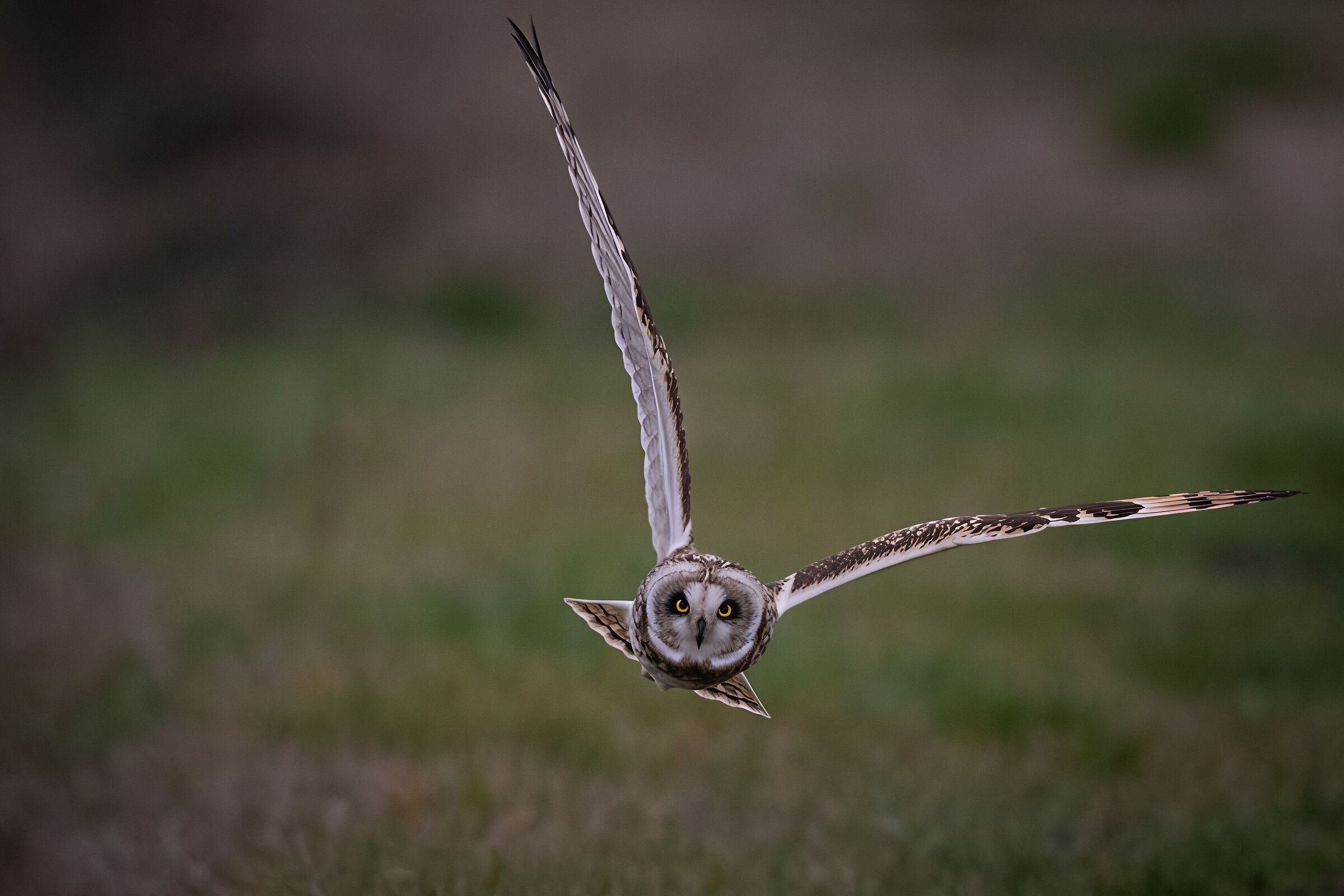 Swamp owl