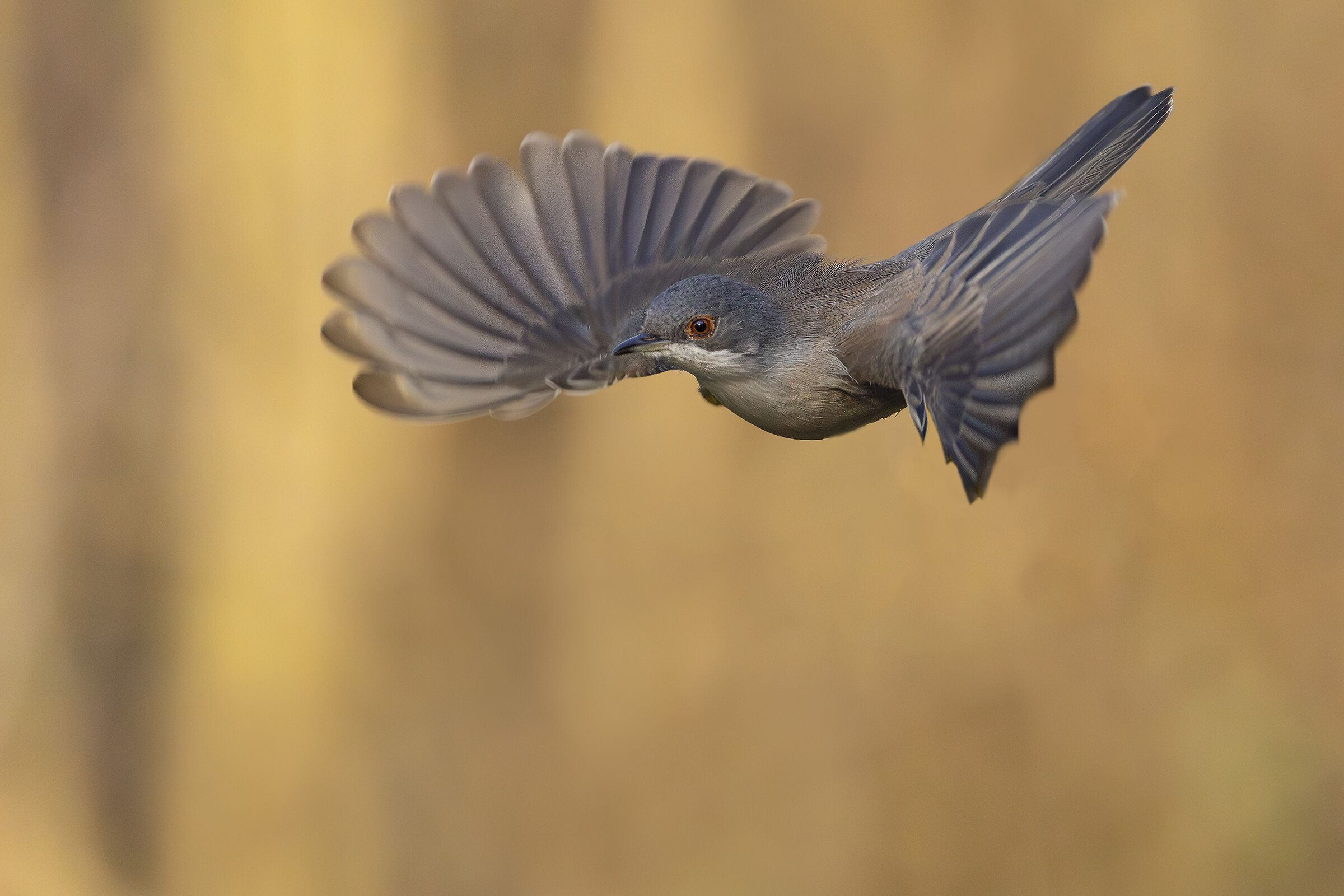 Scalloped Eye Female