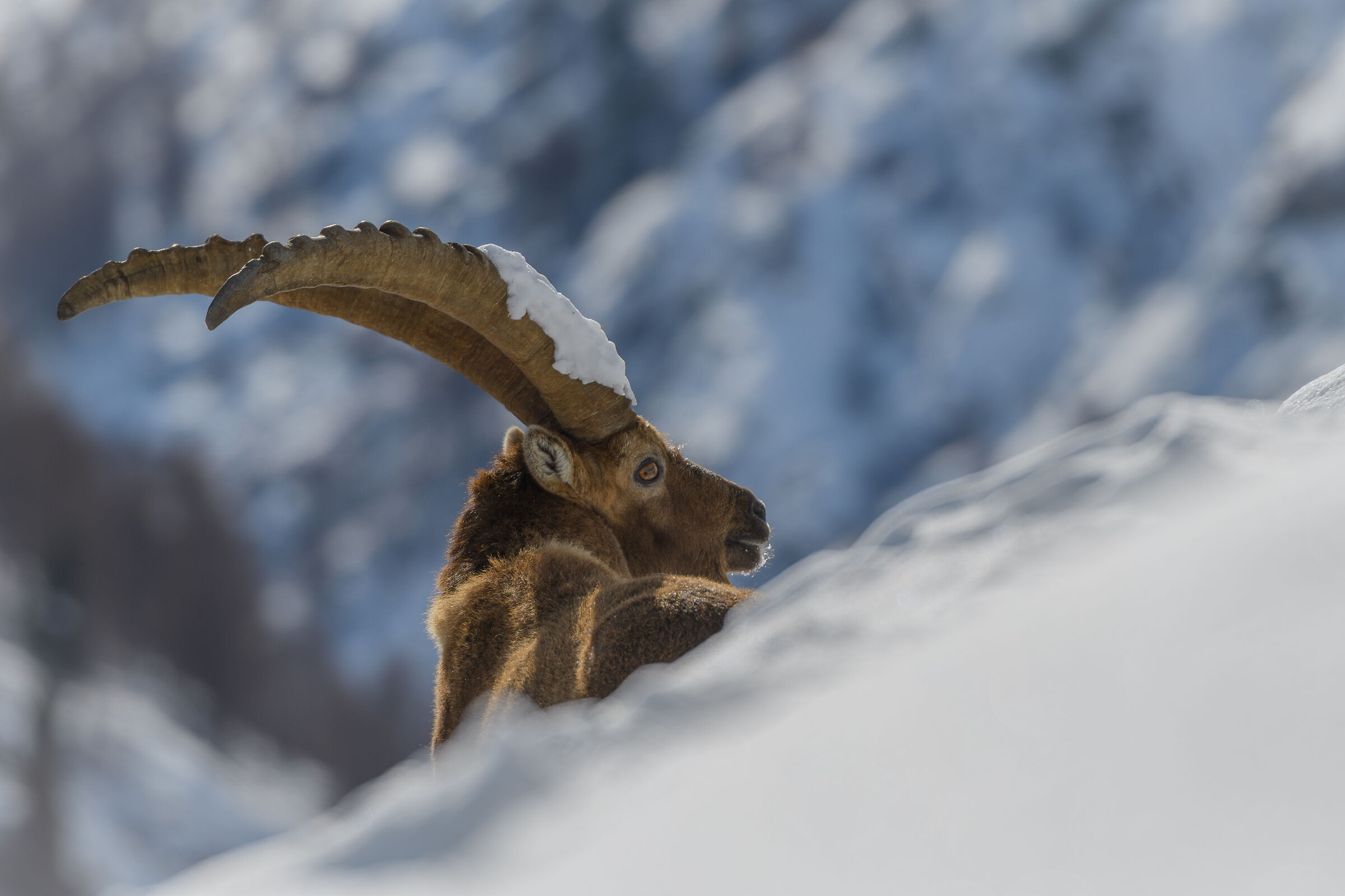 Snowy