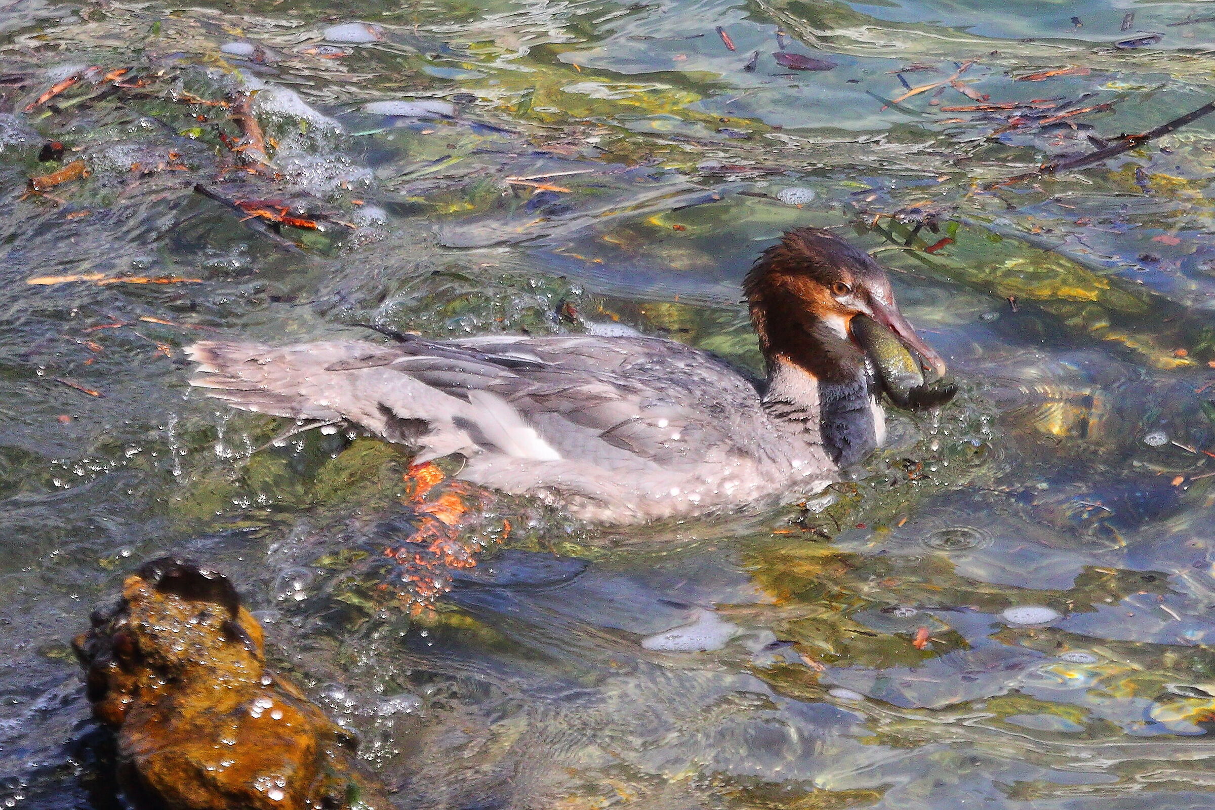 Smergo F 16 settembre 2025 - 0019