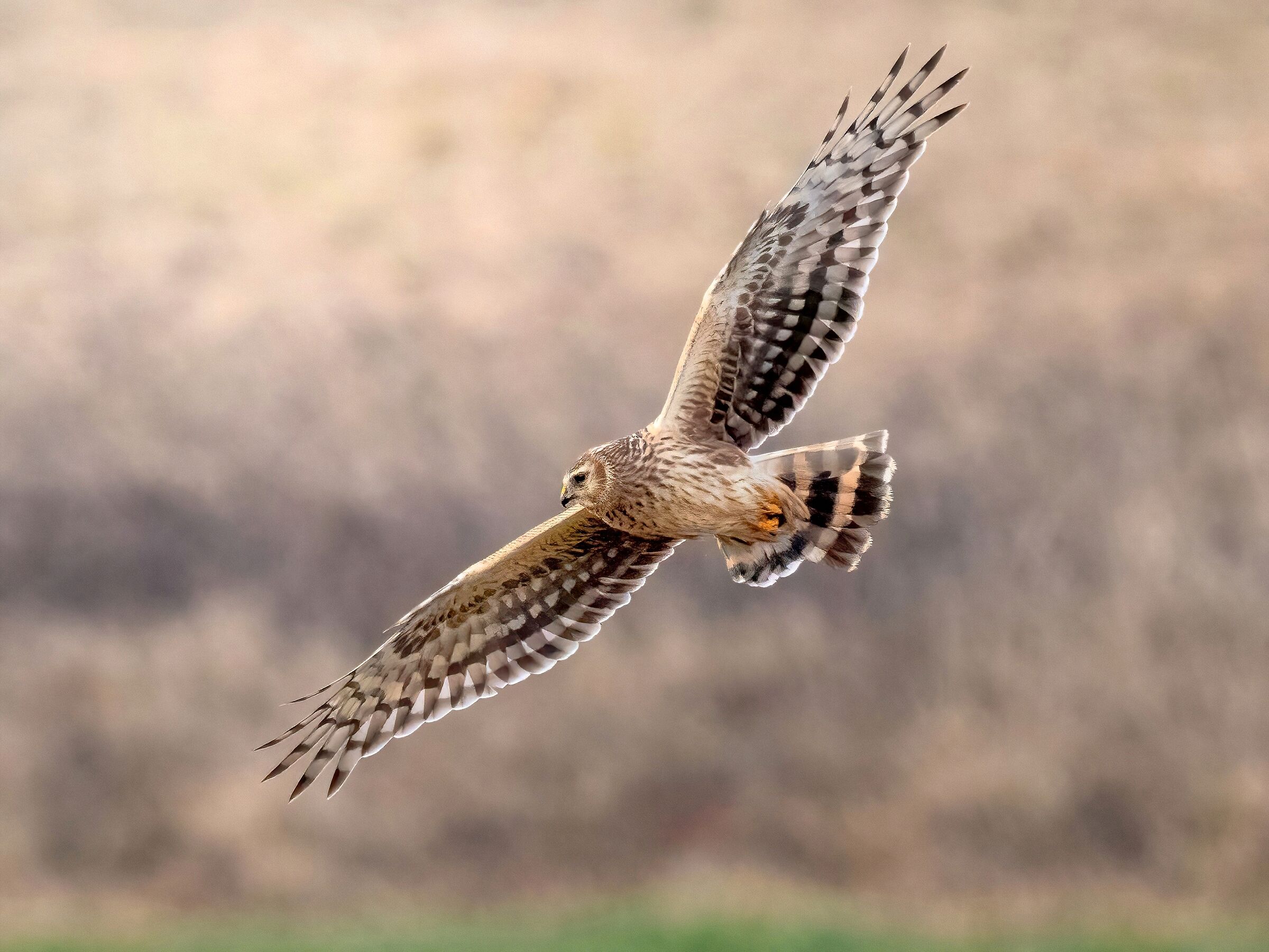 Hen Harrier (Circus cyaneus) (femm)