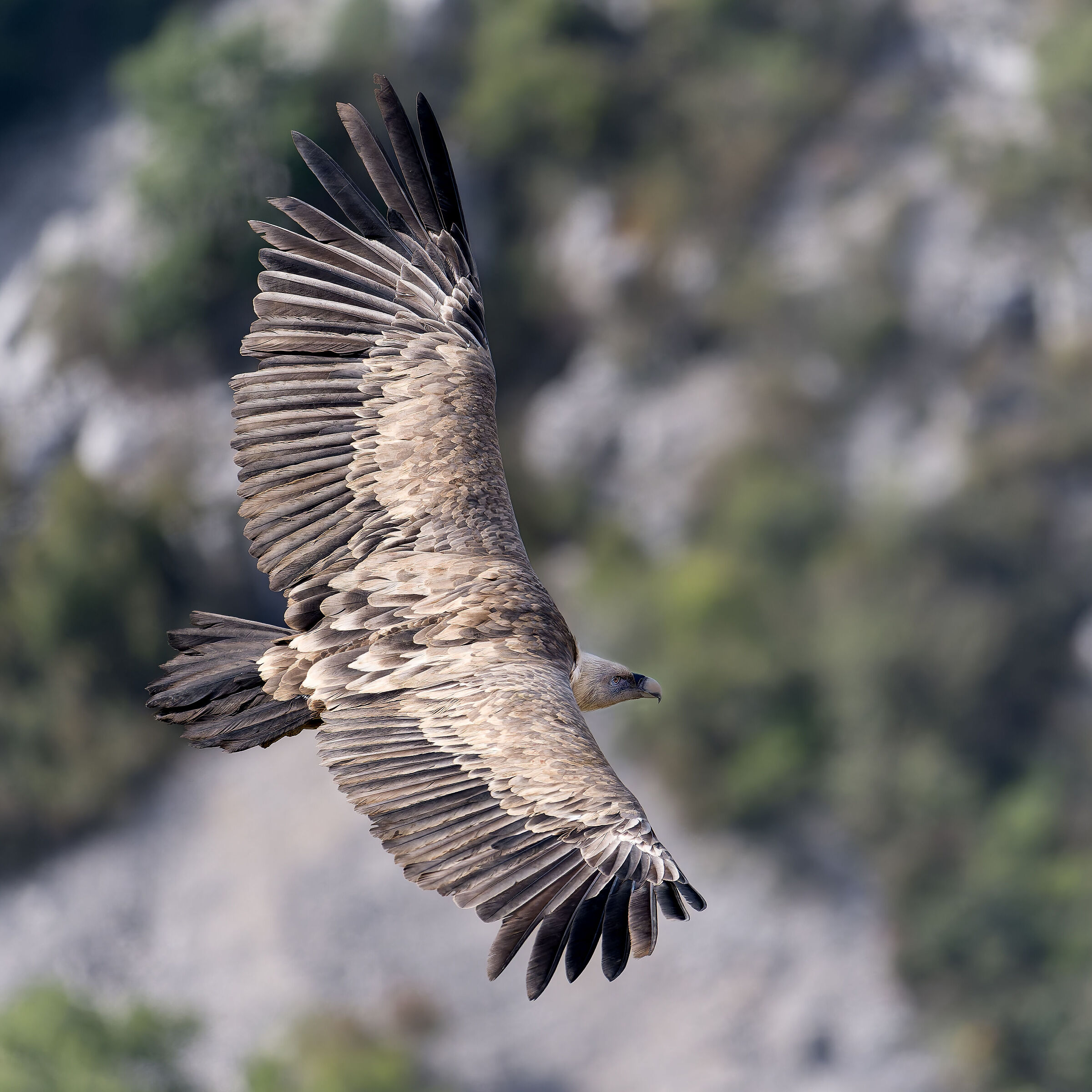 Griffin-Parc naturel régional des Baronnies Proven&cc...