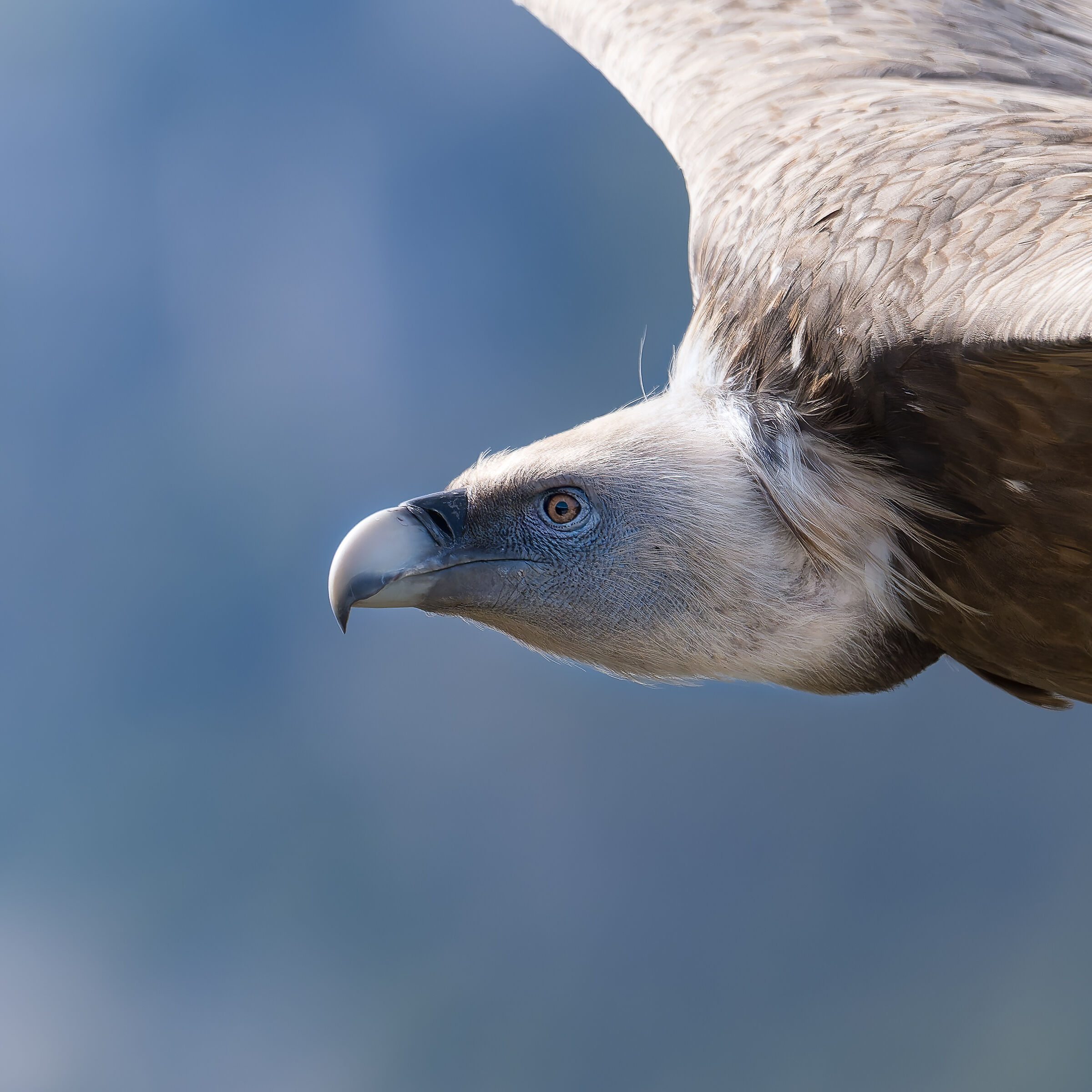 Griffin-Parc naturel régional des Baronnies Proven&cc...