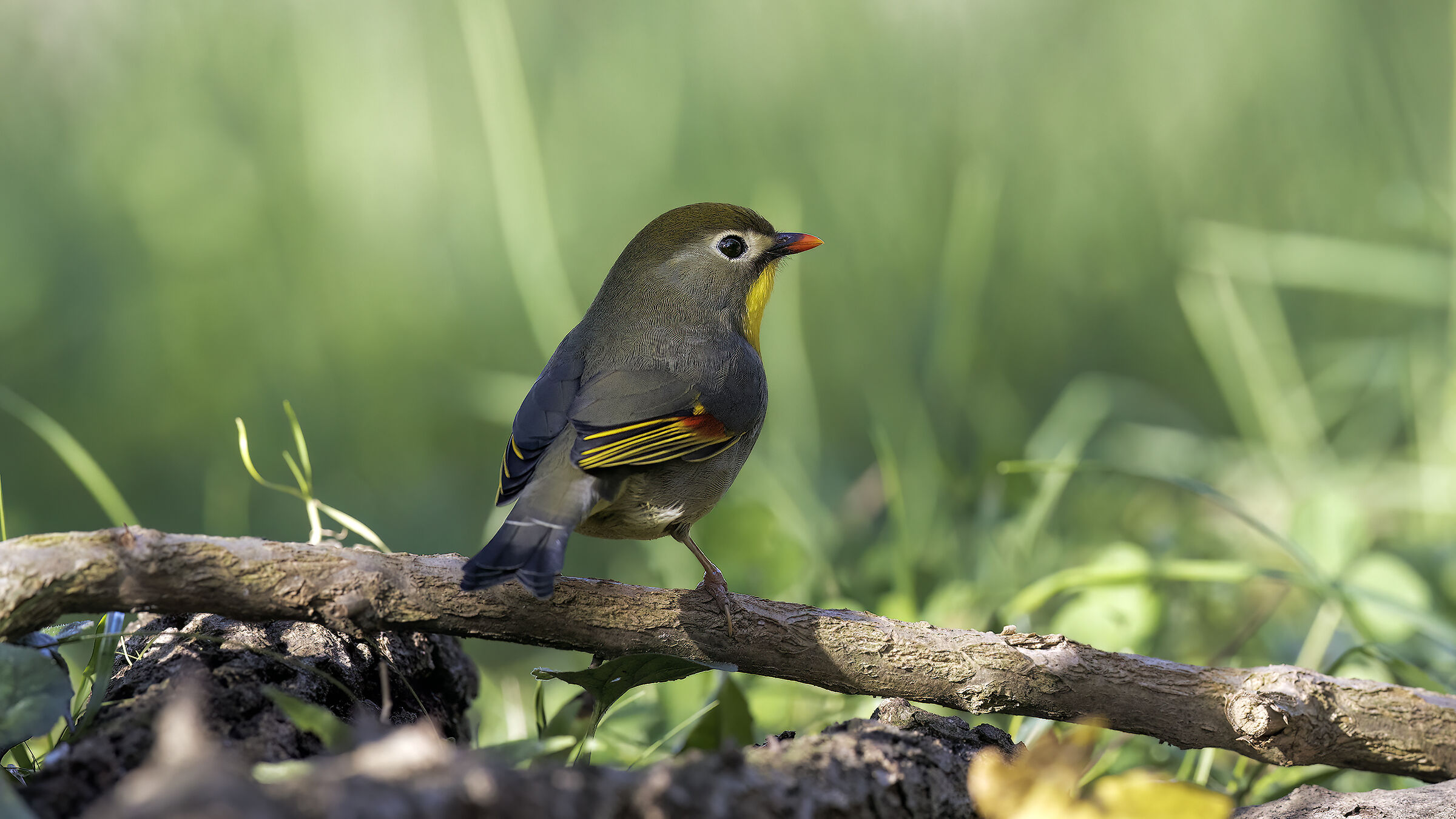 Nightingale of Japan #