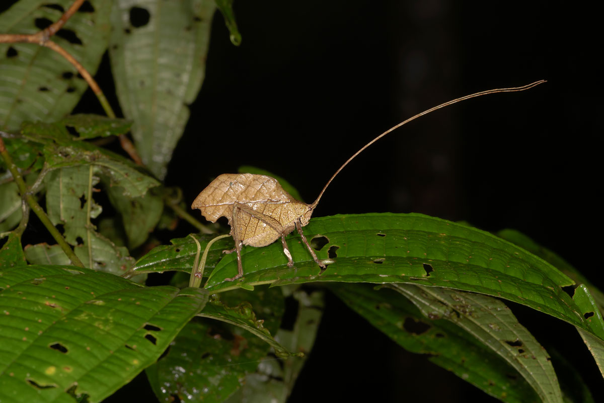 Cavalletta Tettigonide
