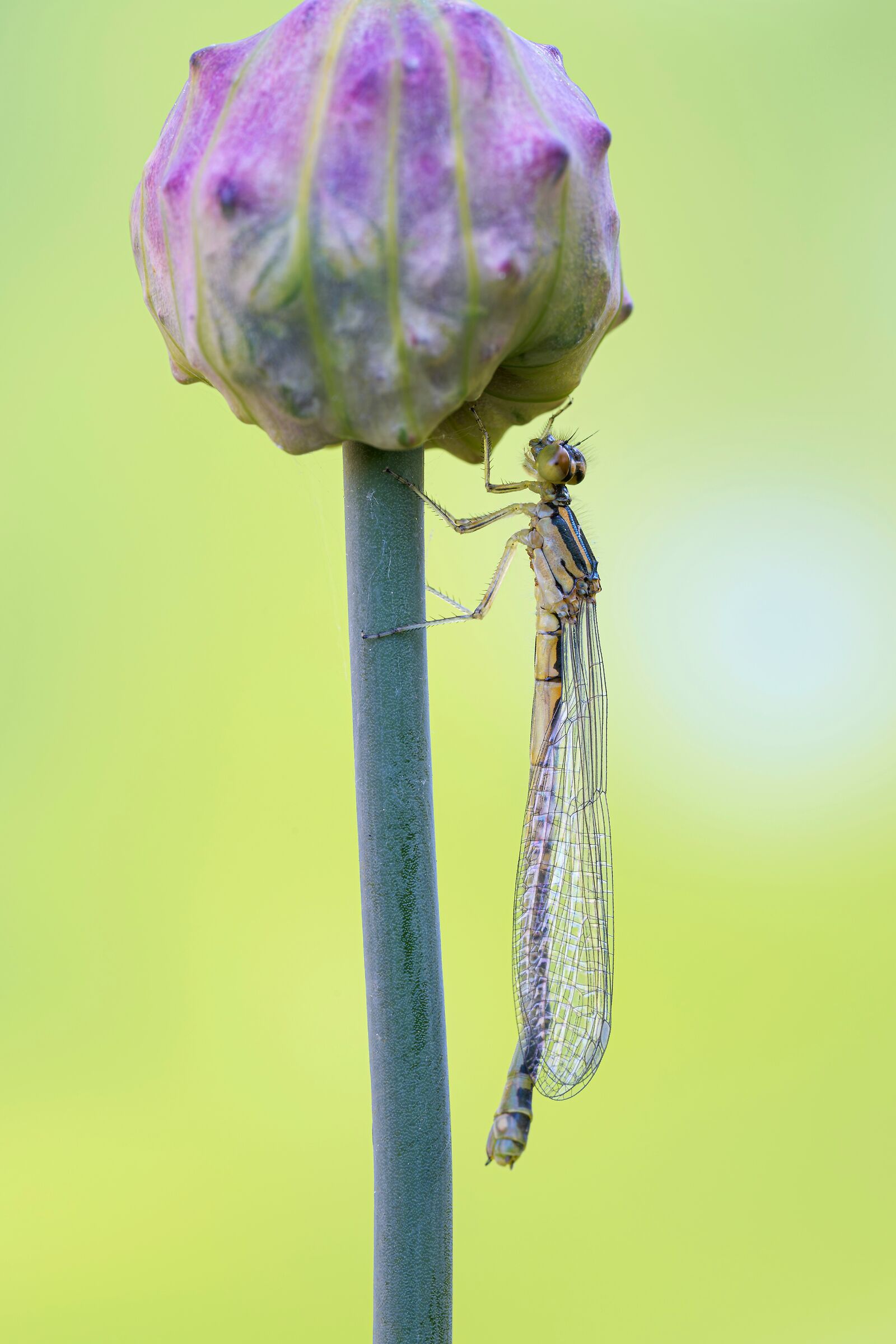 Enallagma cyathigerum