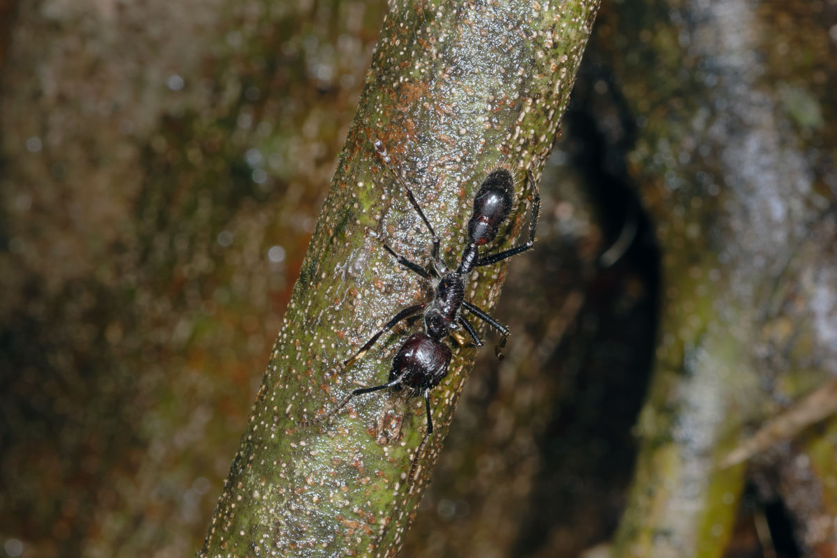 Formica Proiettile