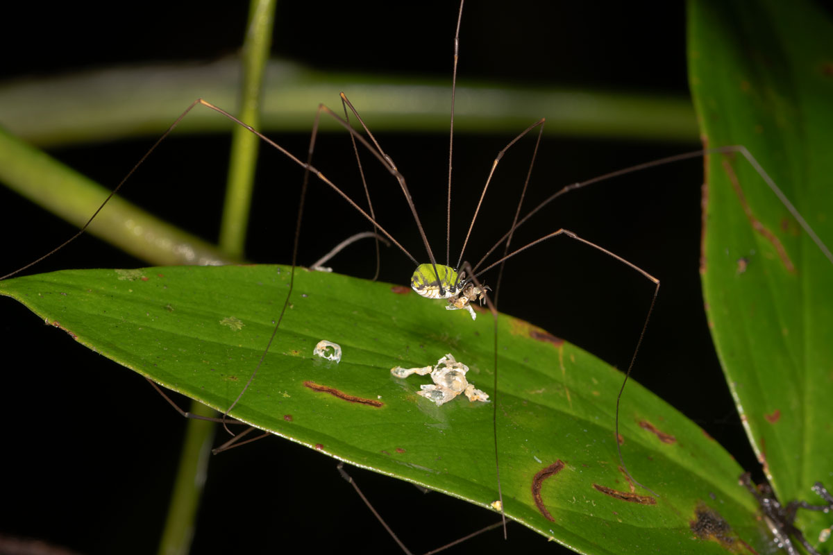 Opilione di foresta centroamericano