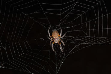 Arachnida