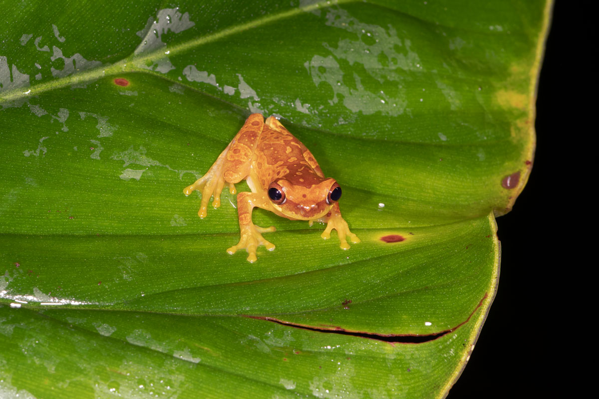 Raganella a clessidra