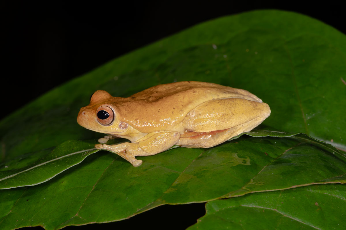 Raganella a clessidra