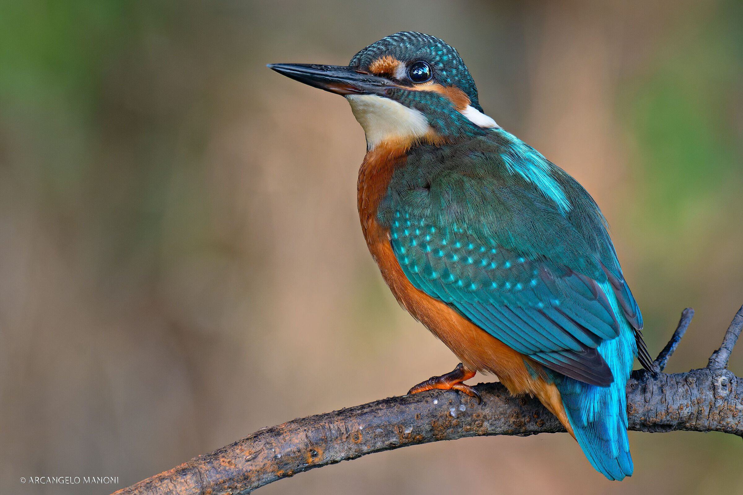 Un martino col macro