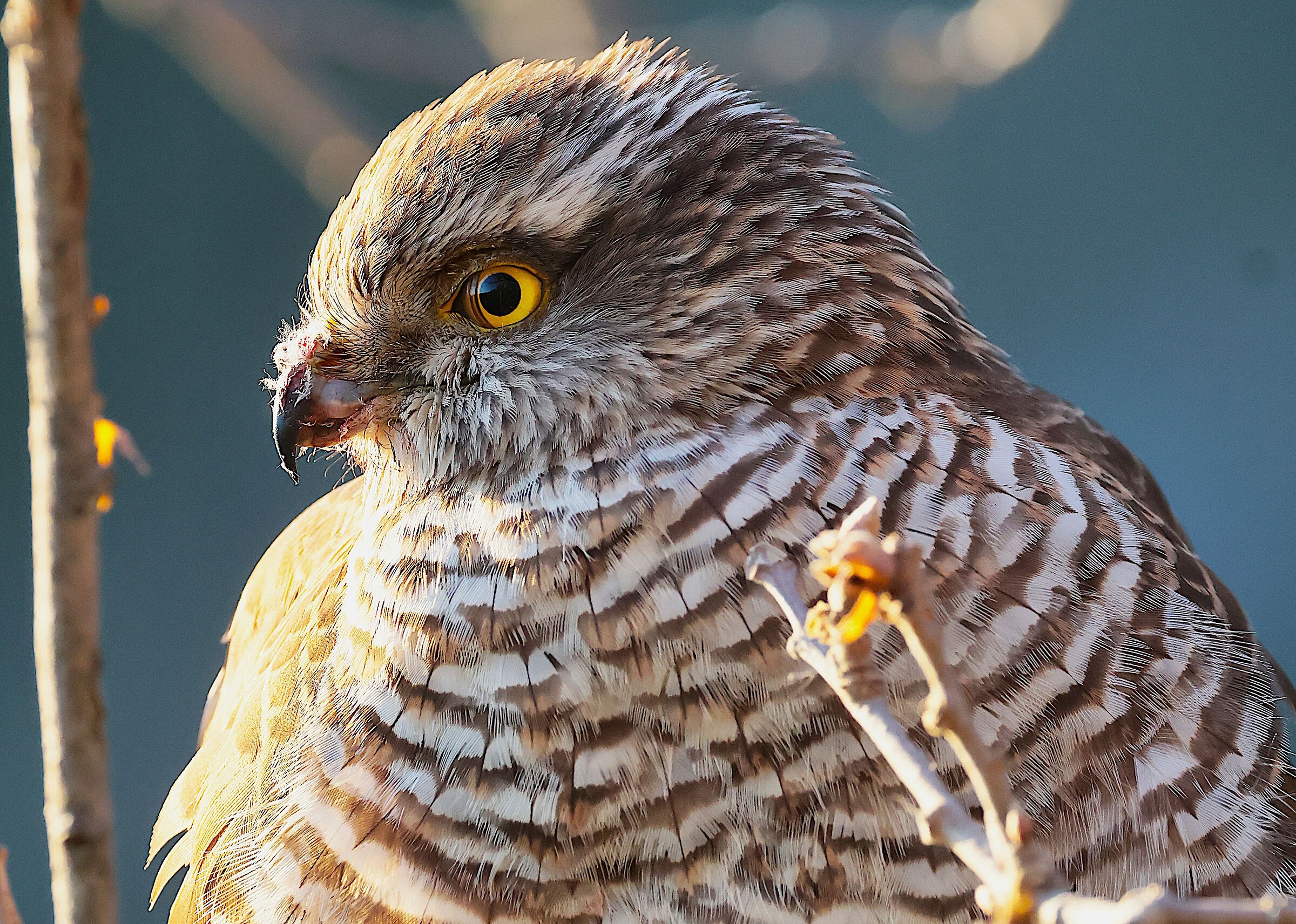 Sparrowhawk "in digestion"