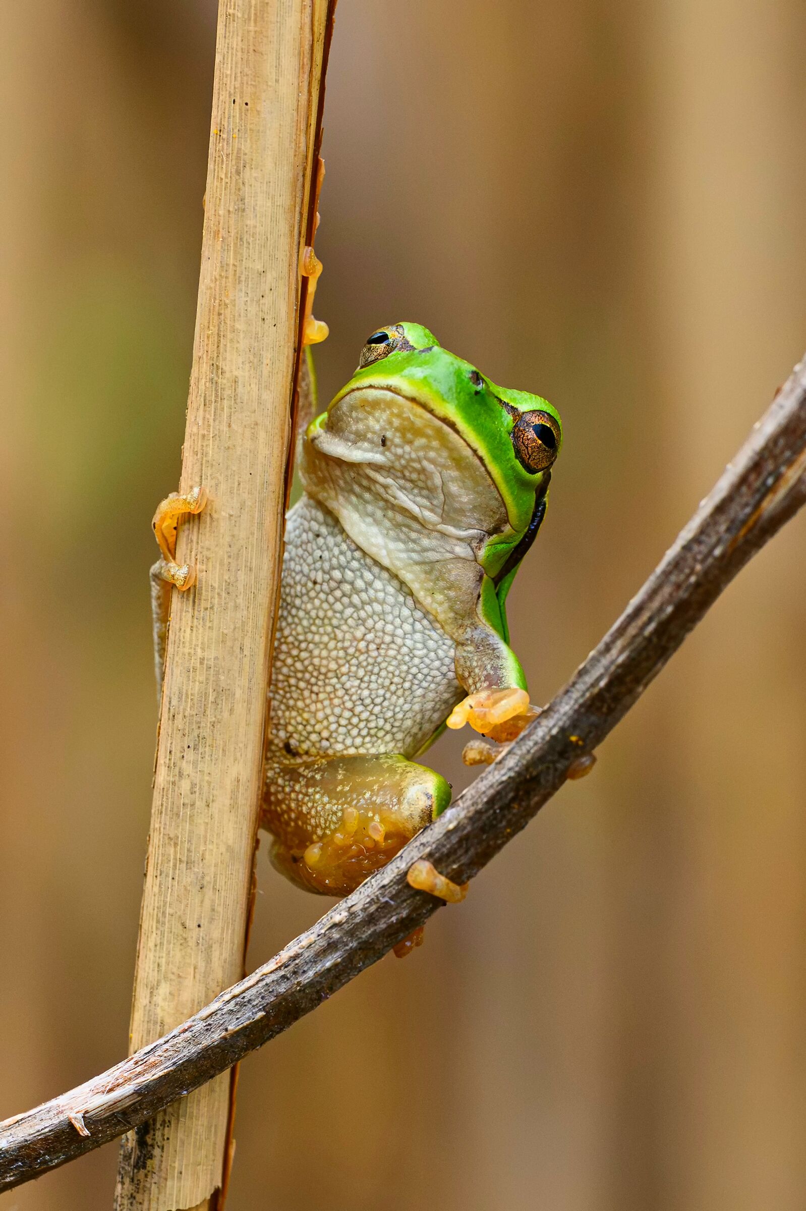 Hyla Intermediate