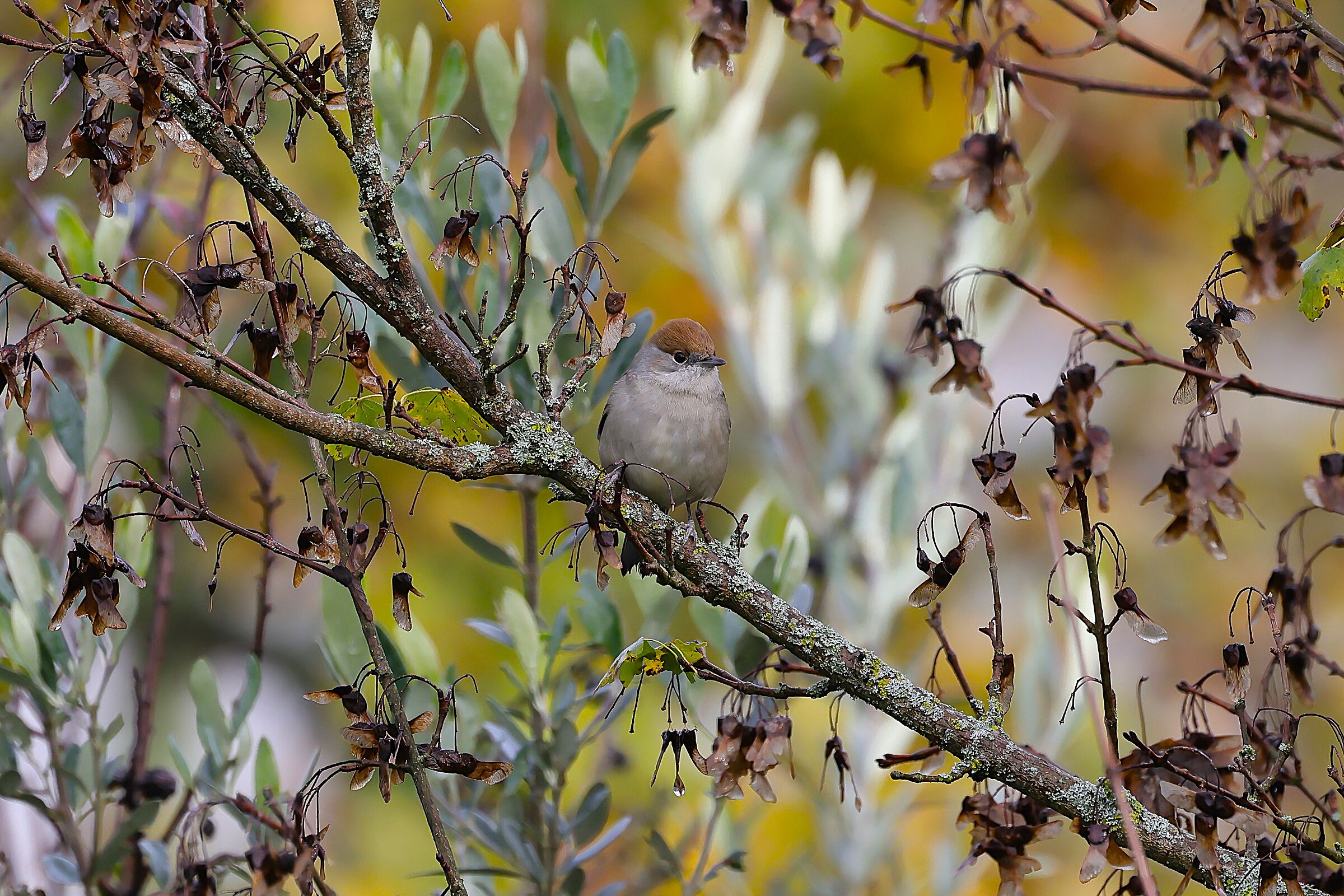 Blackcap