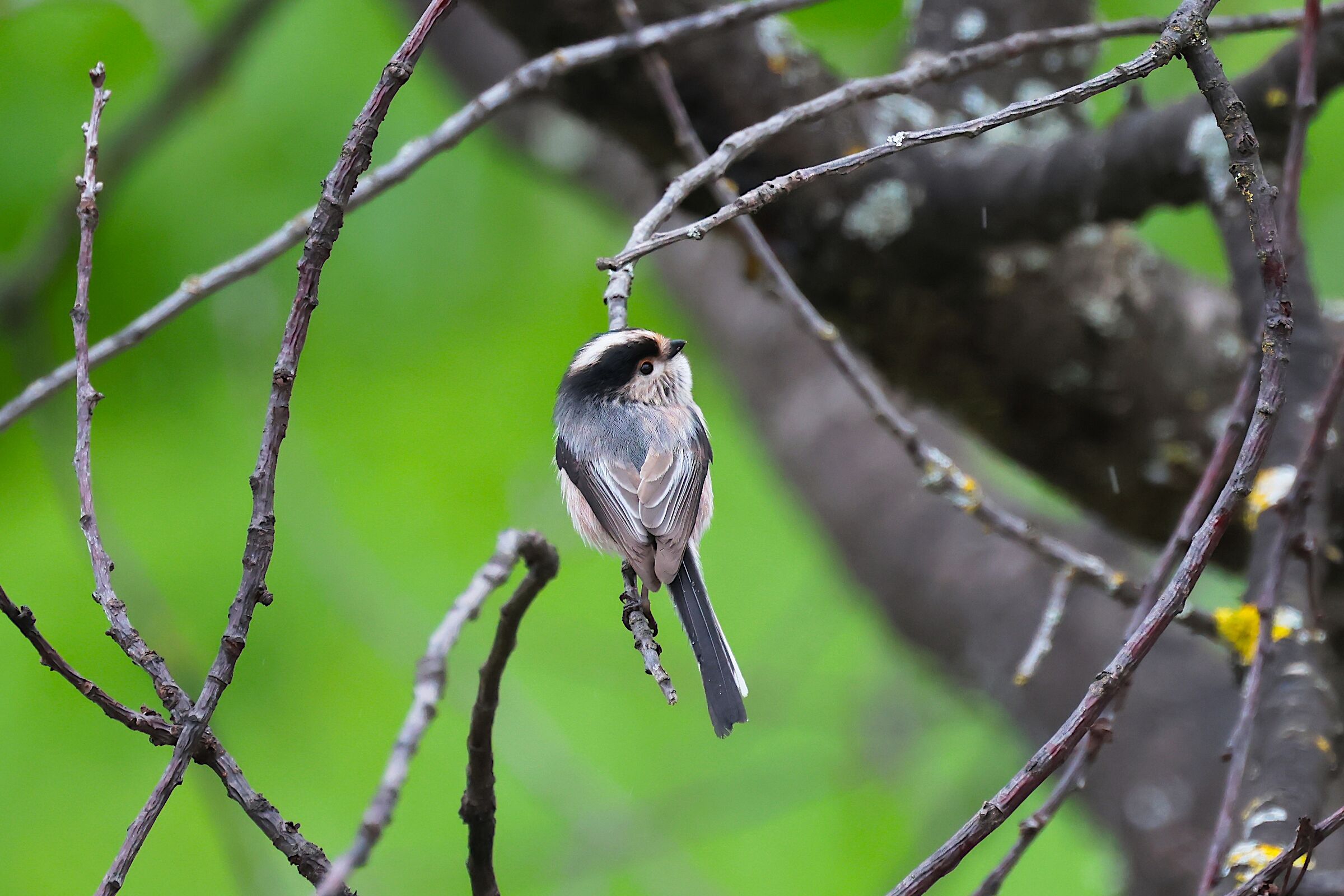 Long-tailed