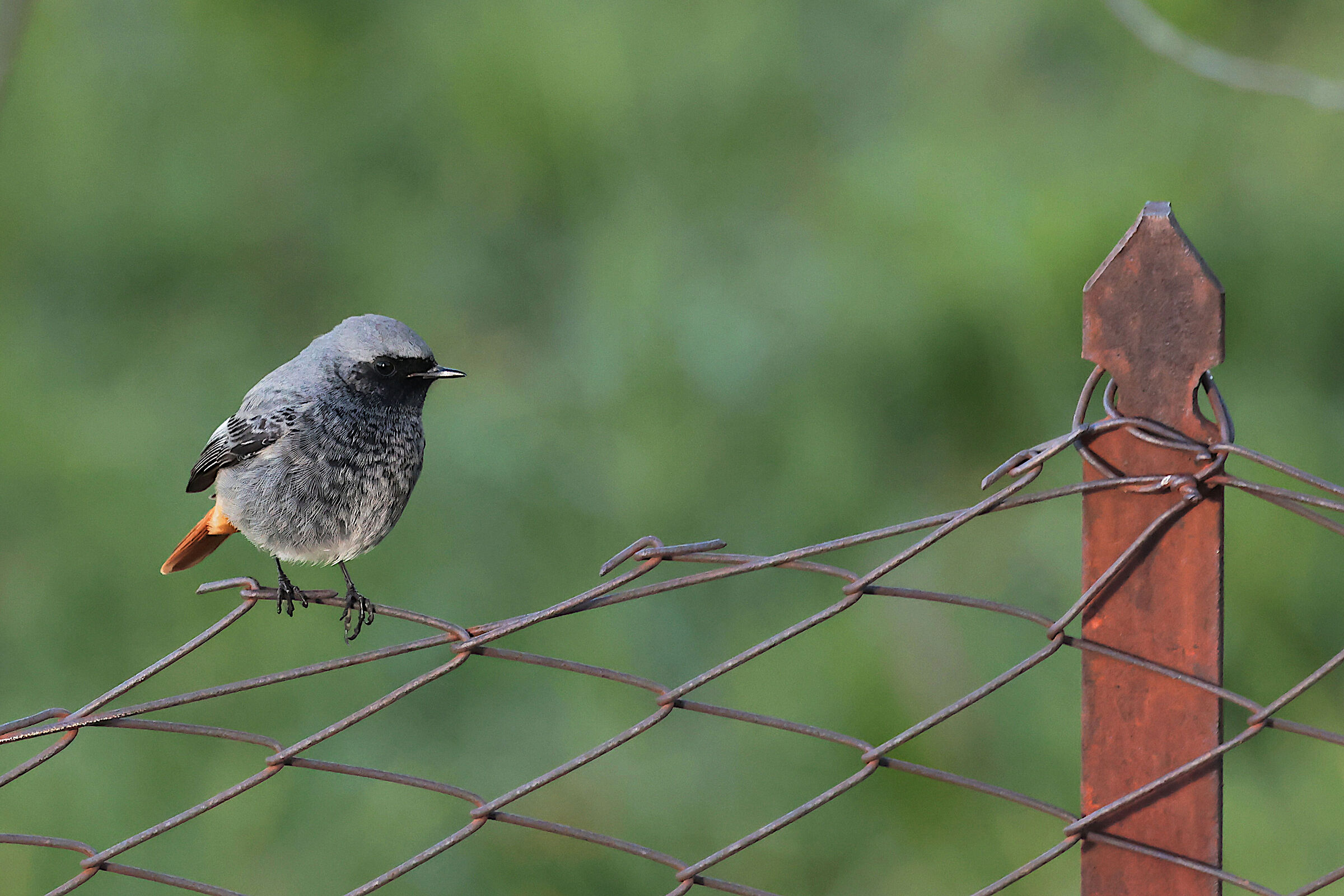 Chimney Sweep Redstart