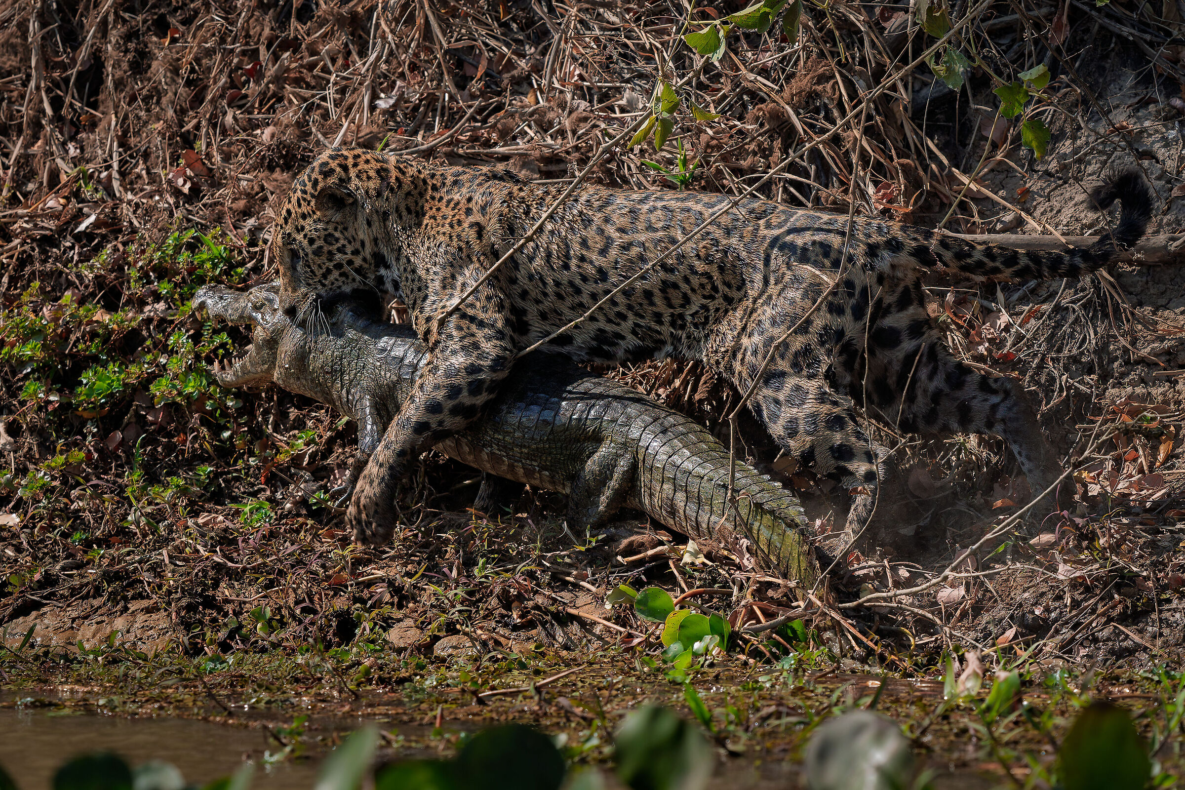 Hunting on the river