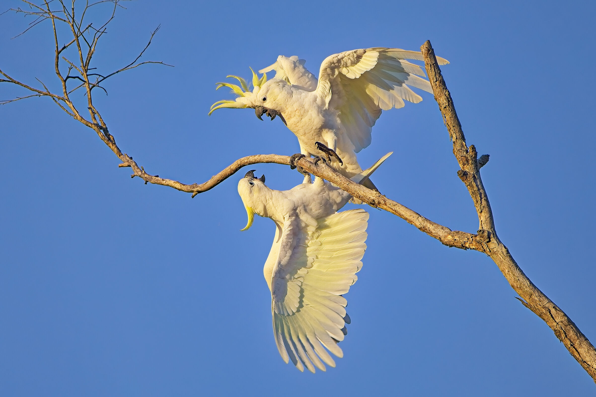 Cacatua crestagialla