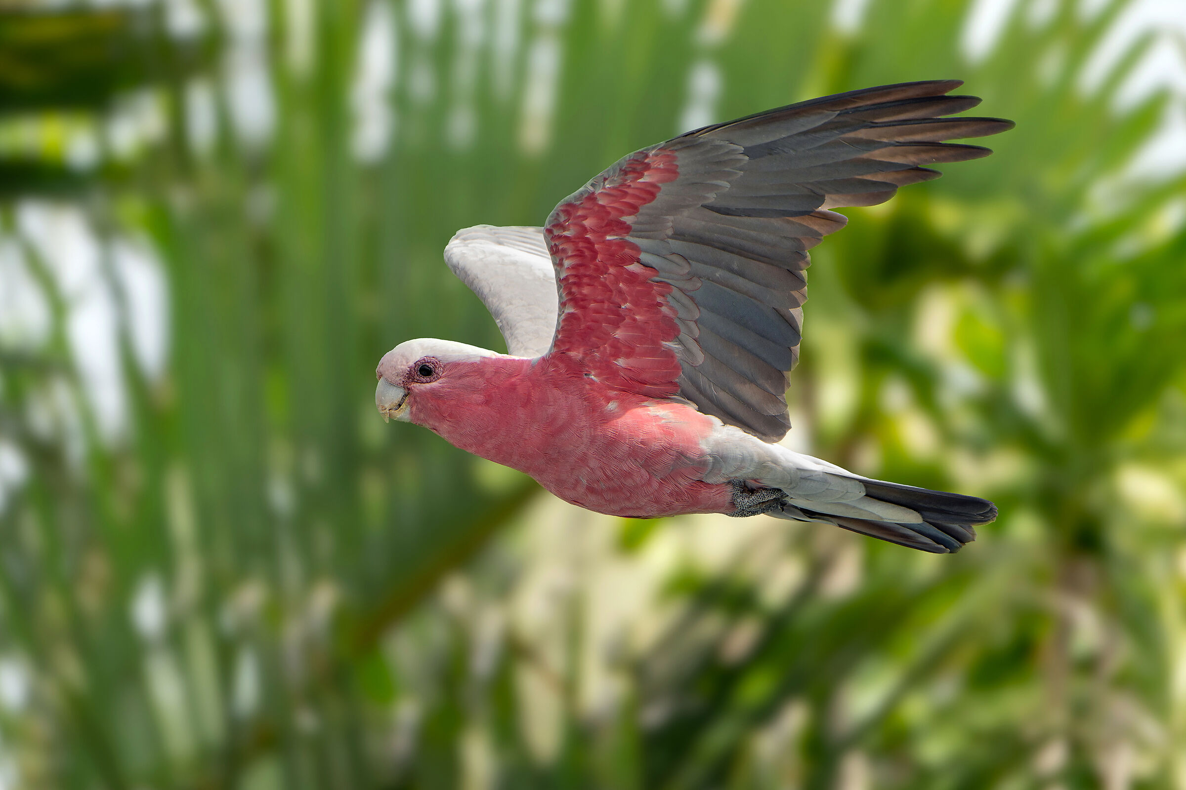 Galah