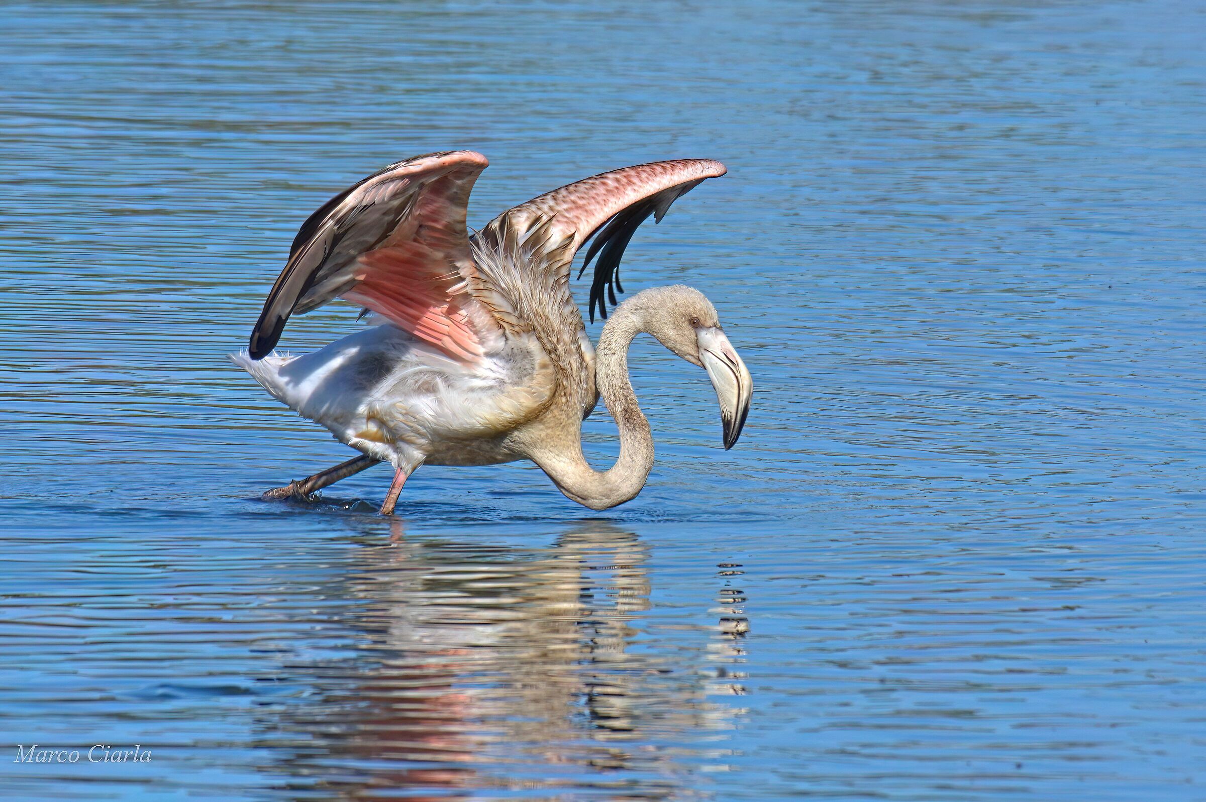 Flamingo (Phoenicopterus roseus)