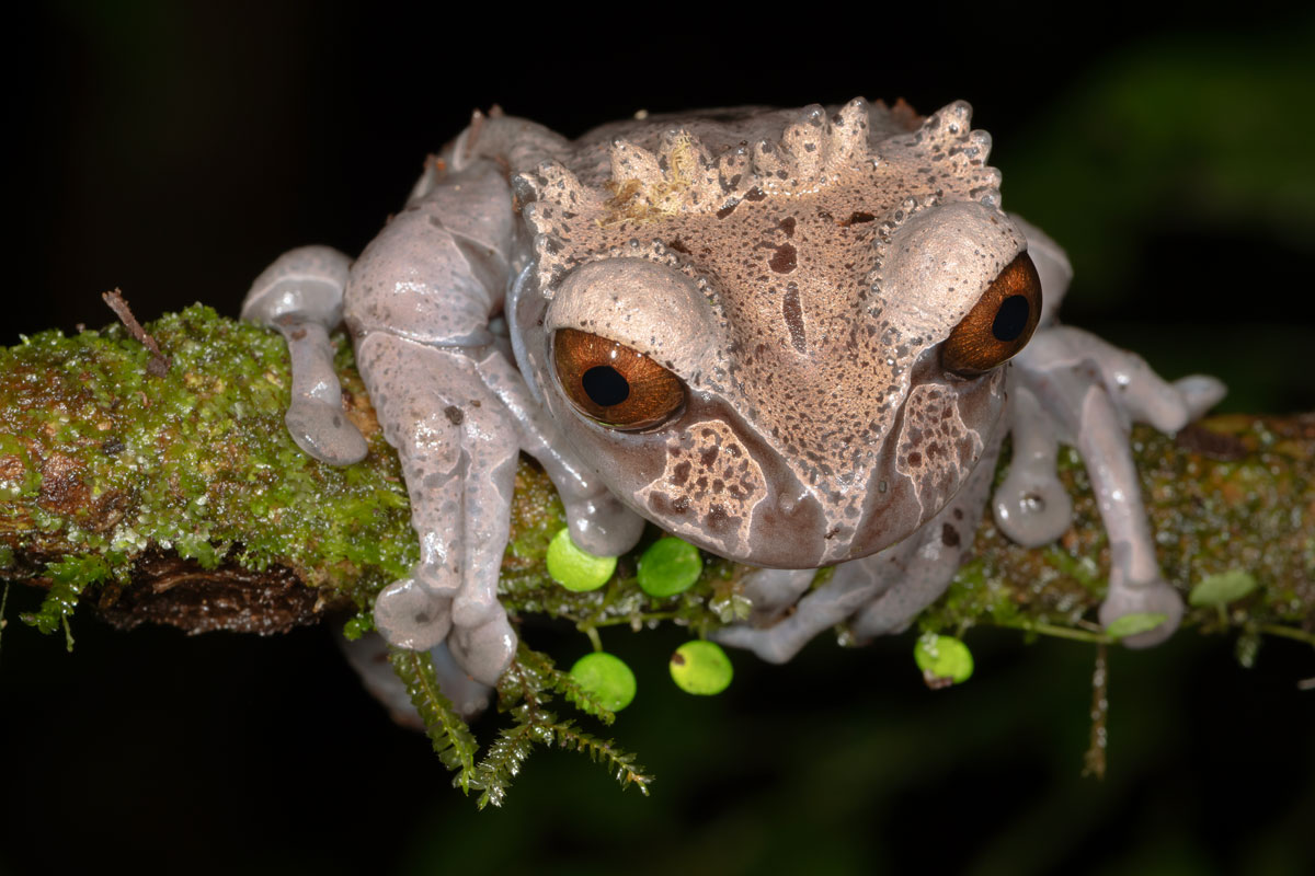 Raganella crestata