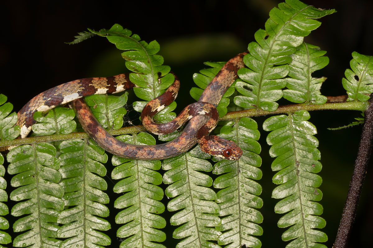 Colubro Ventosa