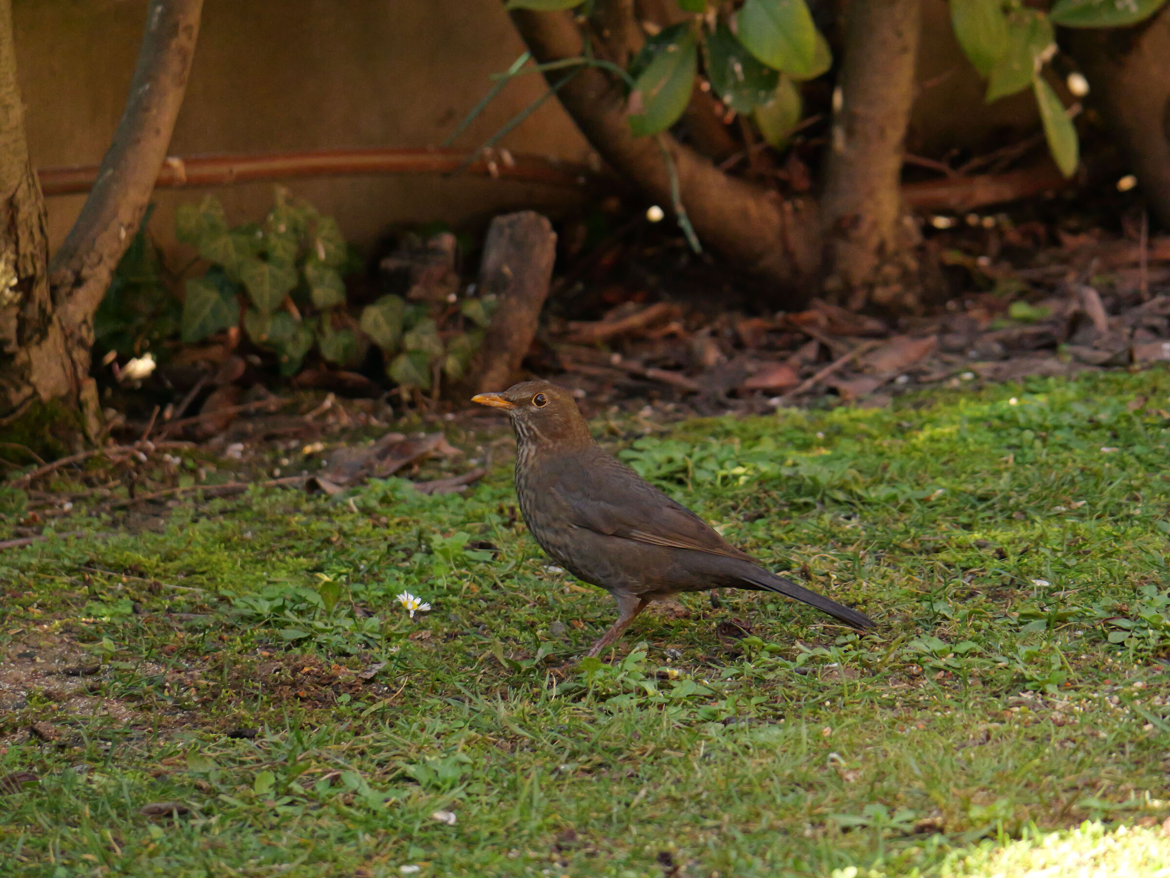 blackbird