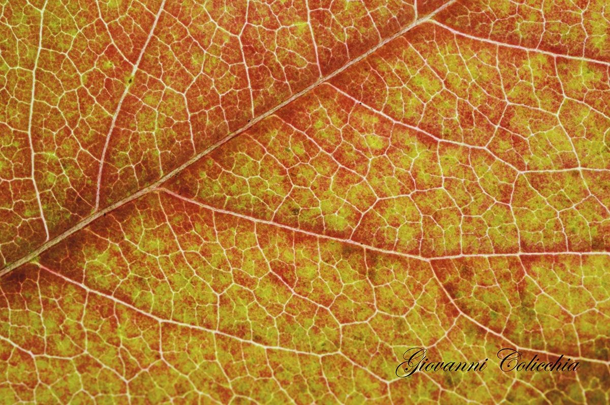 Foglia Autunnale