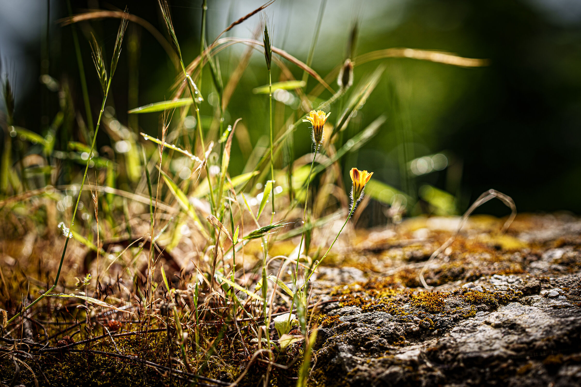 test meike 85 mm 1.8 pro