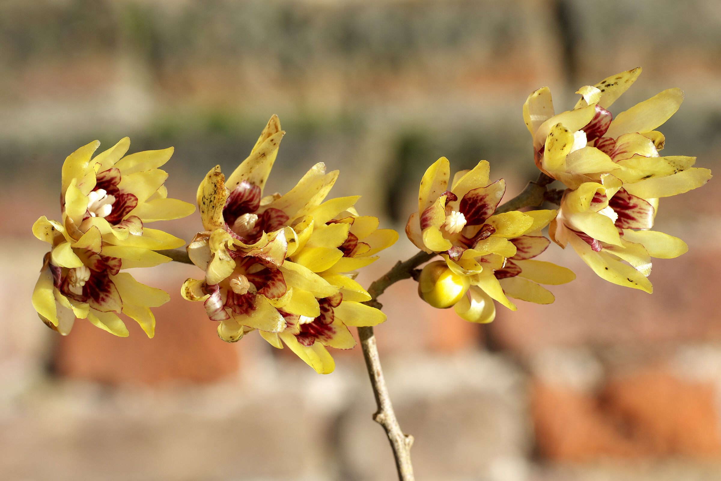 Chimonanthus praecox