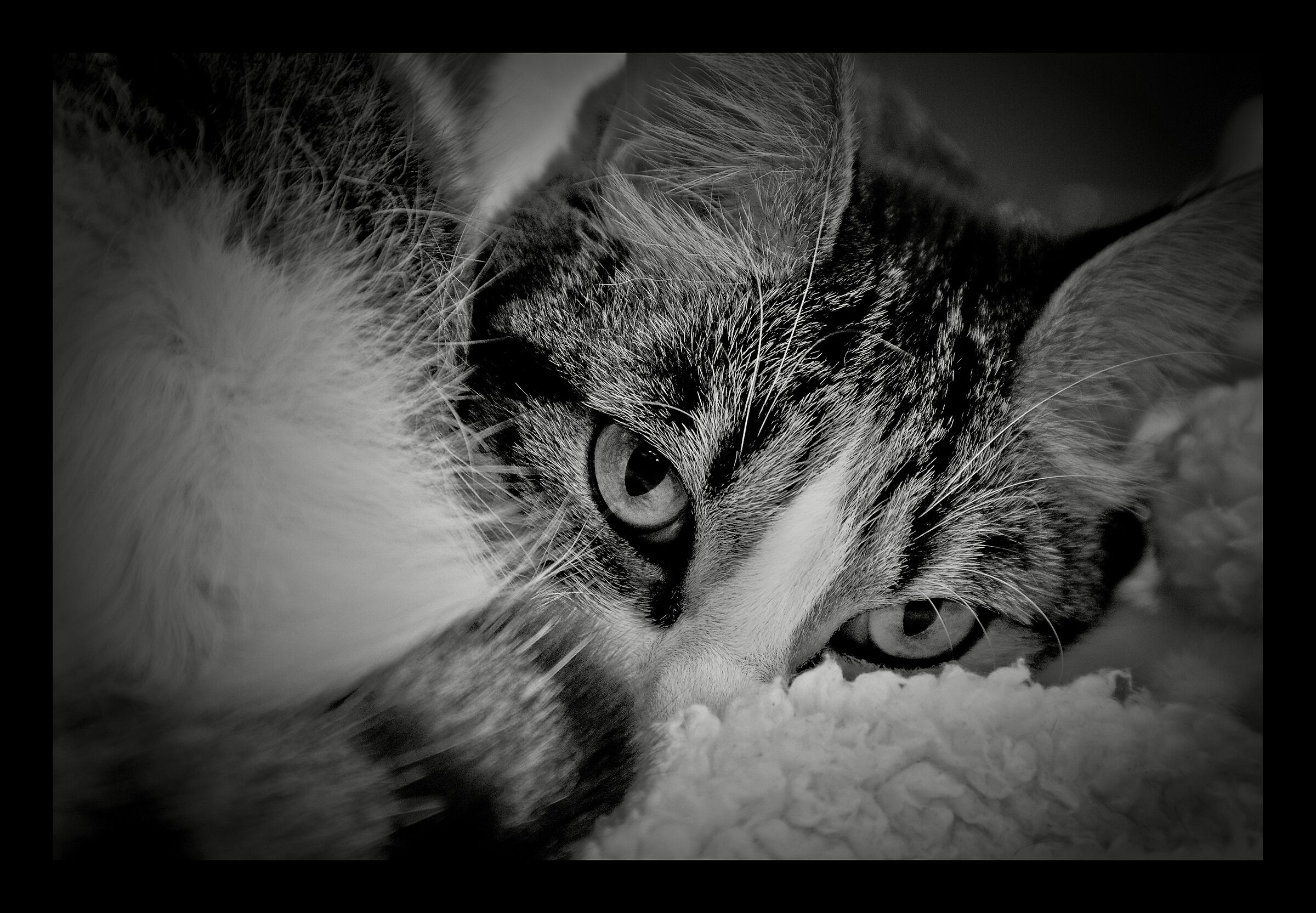 Meowgnetic Gaze