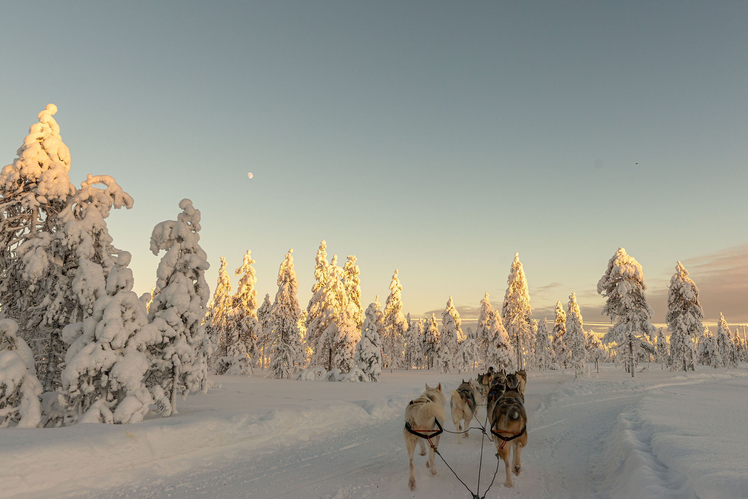 La strada degli husky