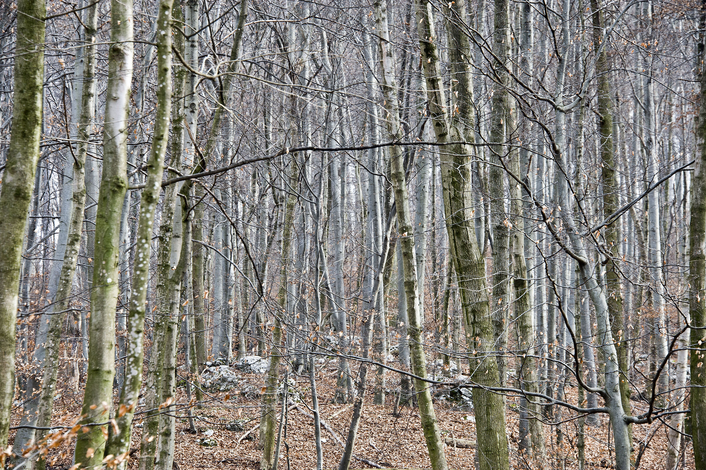 Alberi