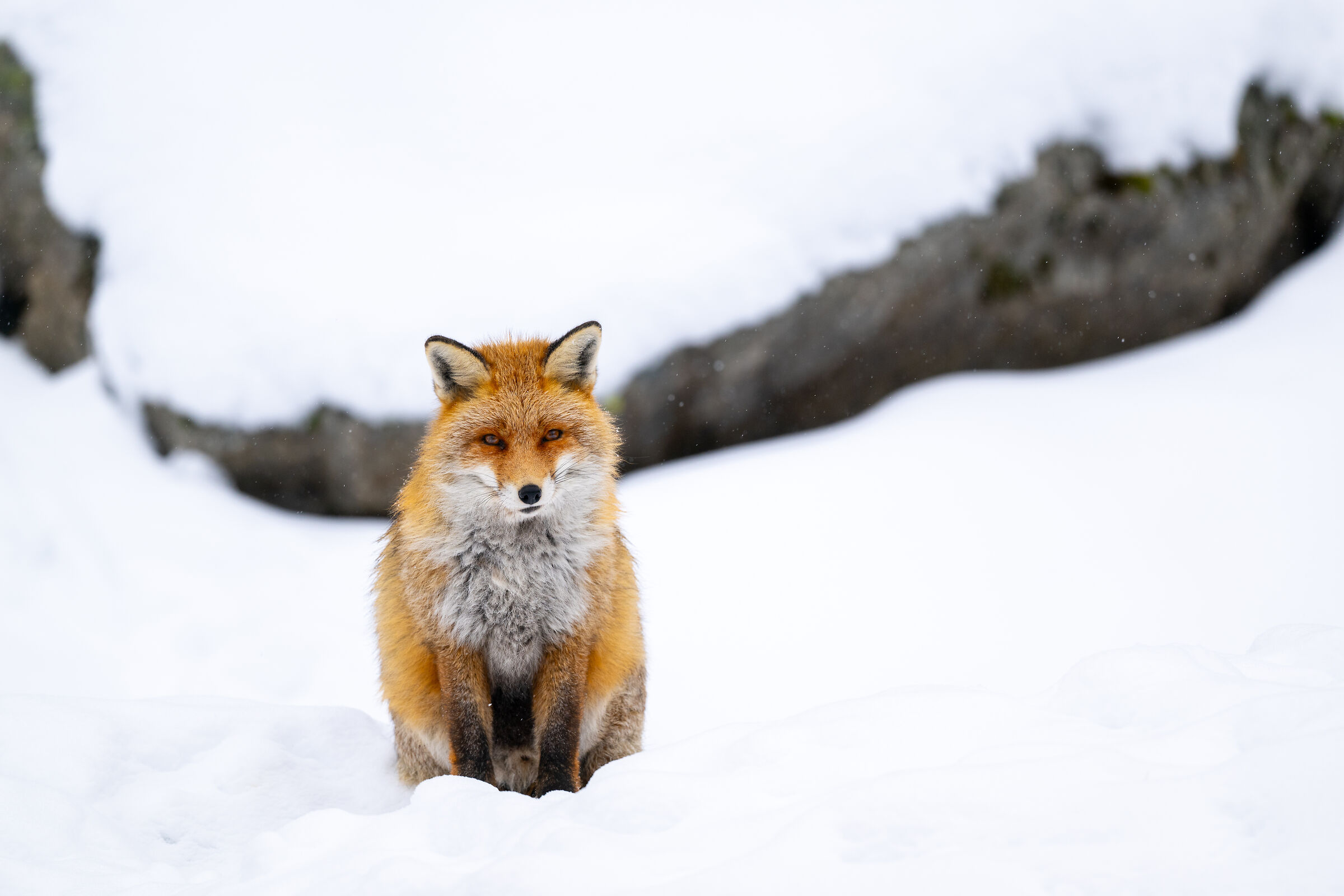 Fox