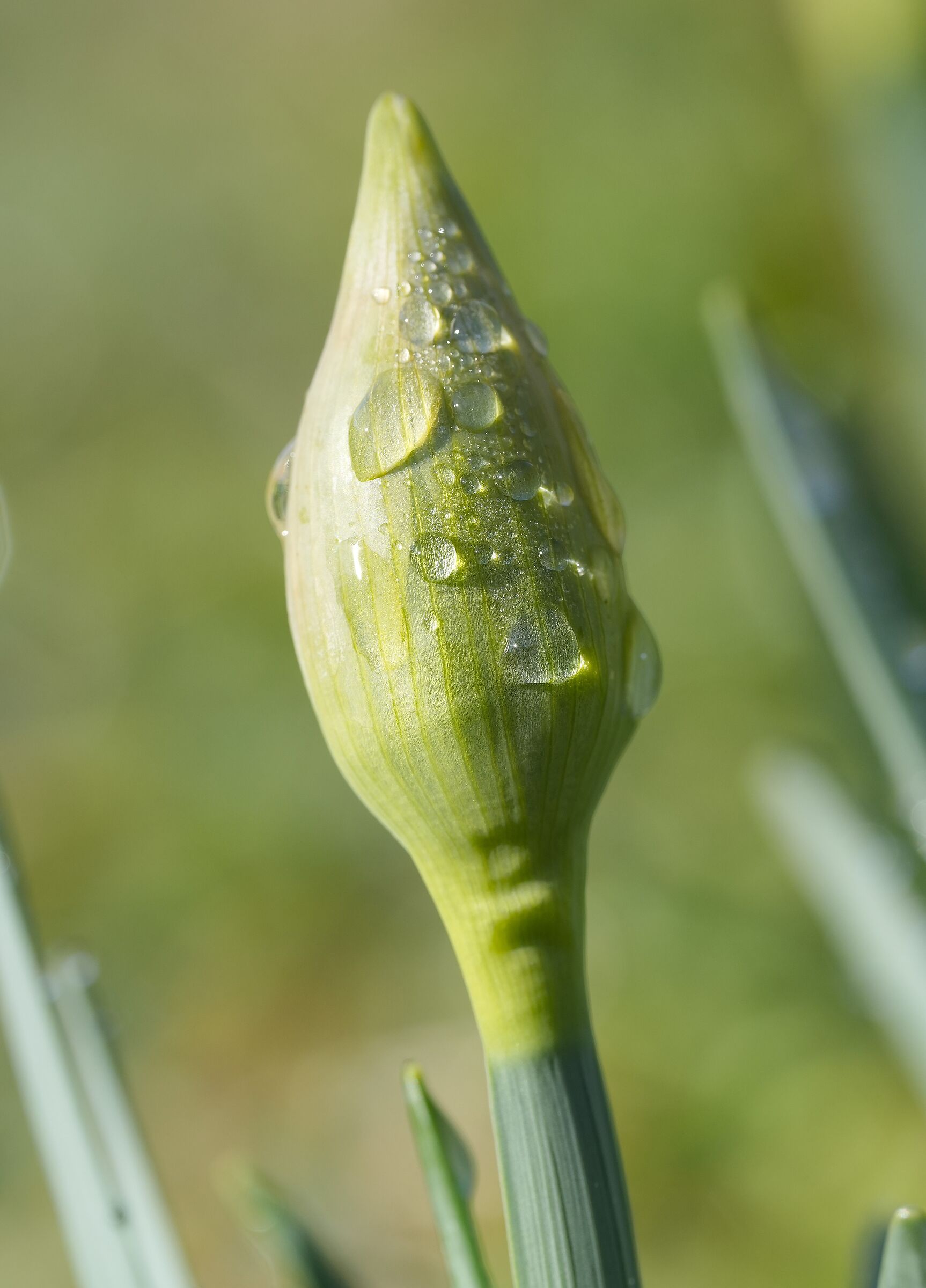 As soon as the cold passes, I open up! (Narcissus trombone)