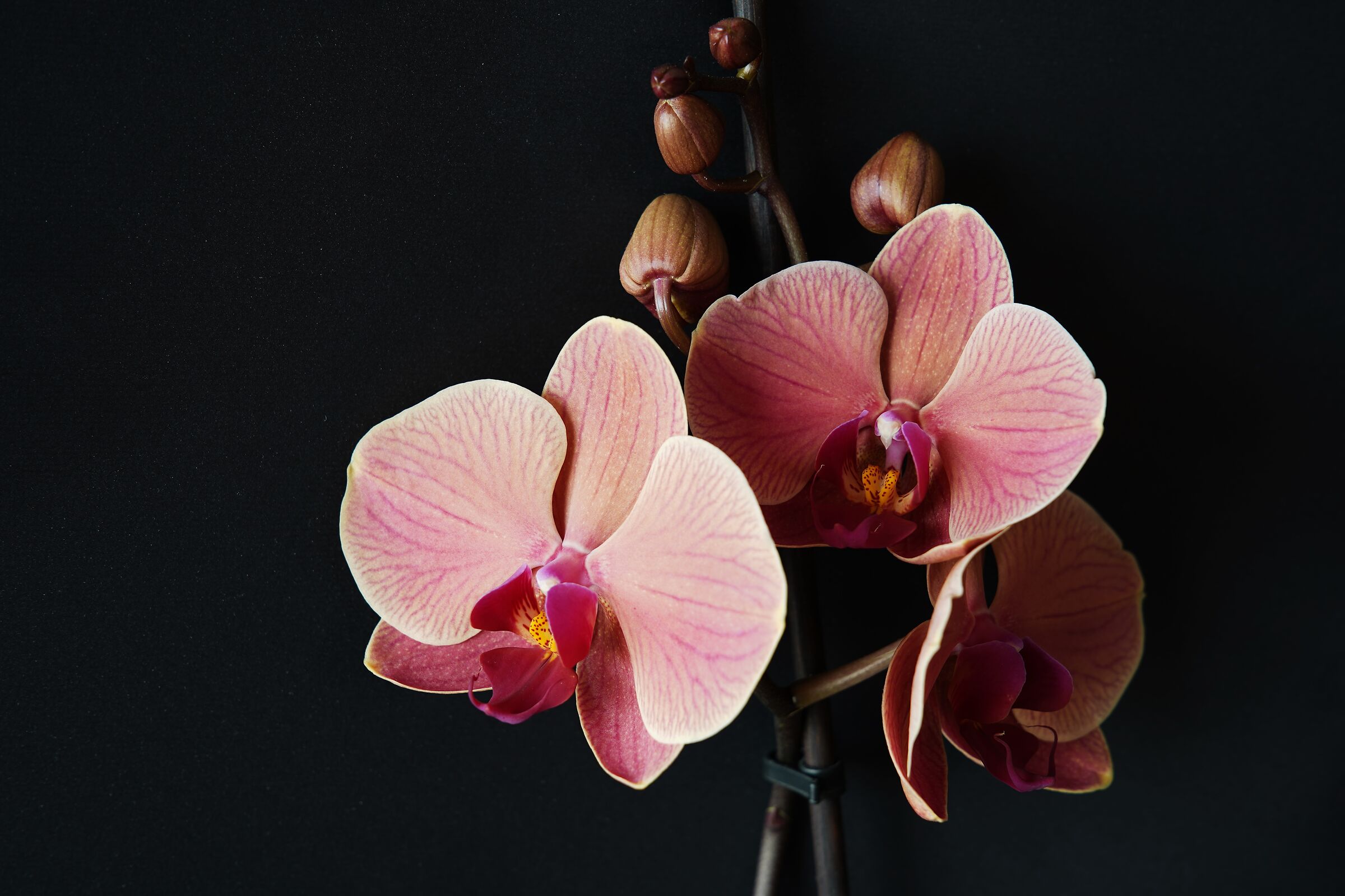 Orchidee