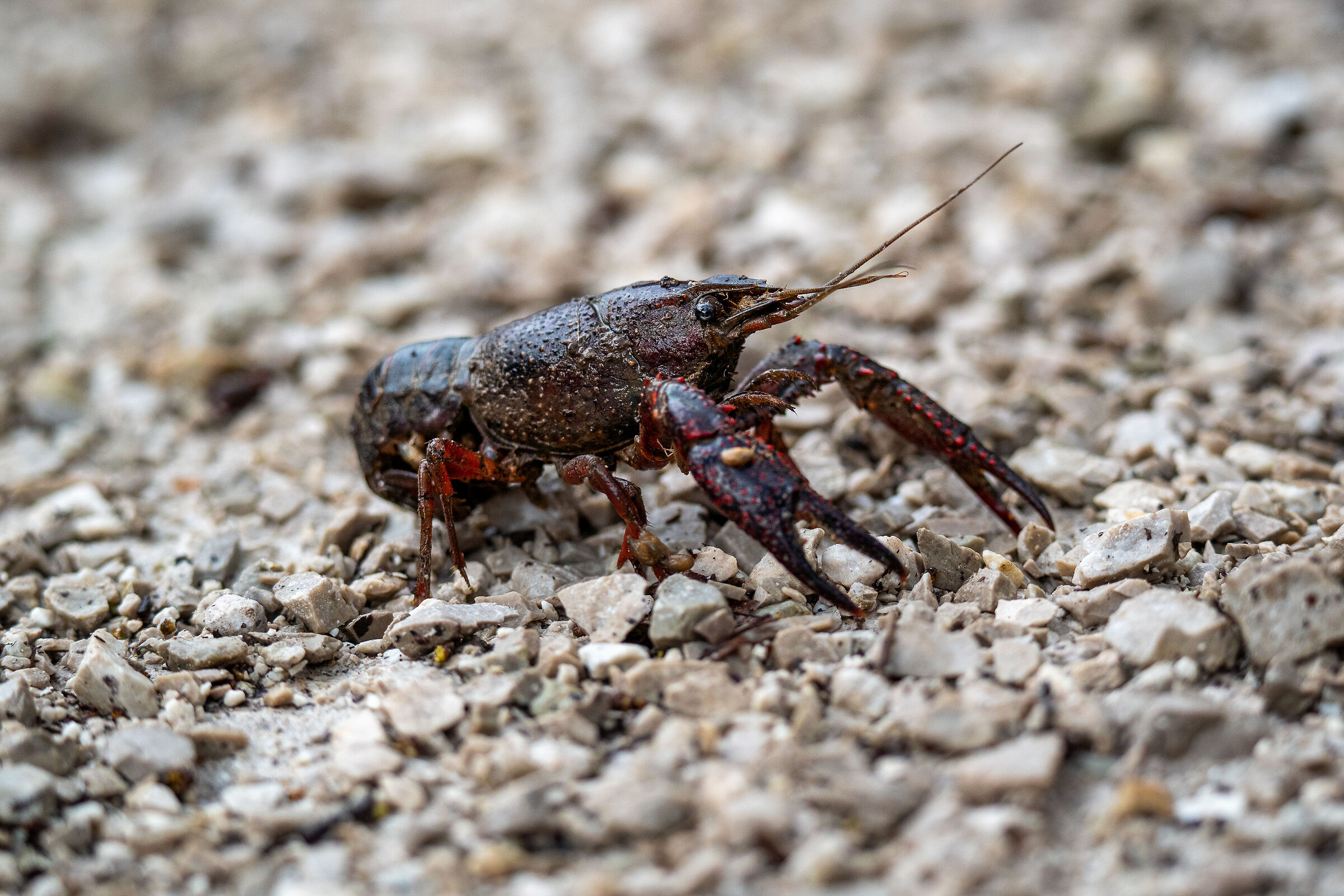 gambero rosso della Luisiana in Italia