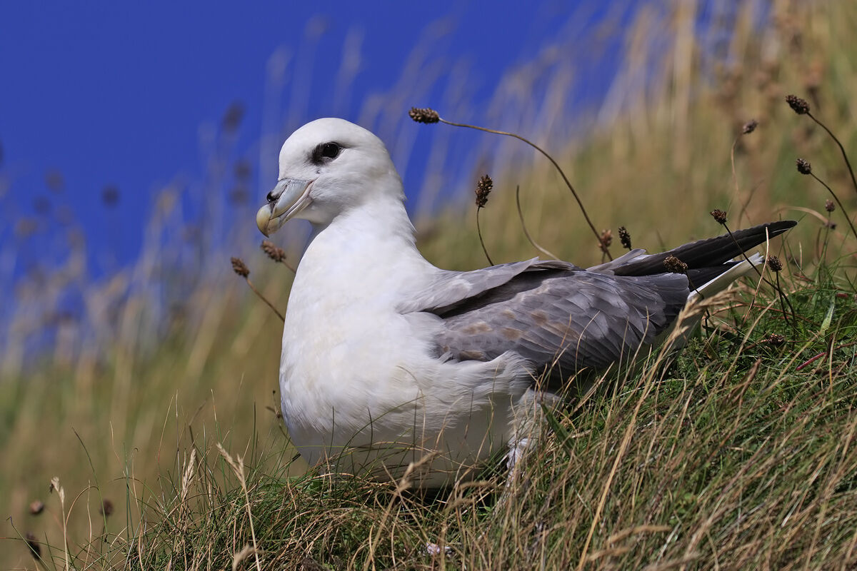 Fulmar