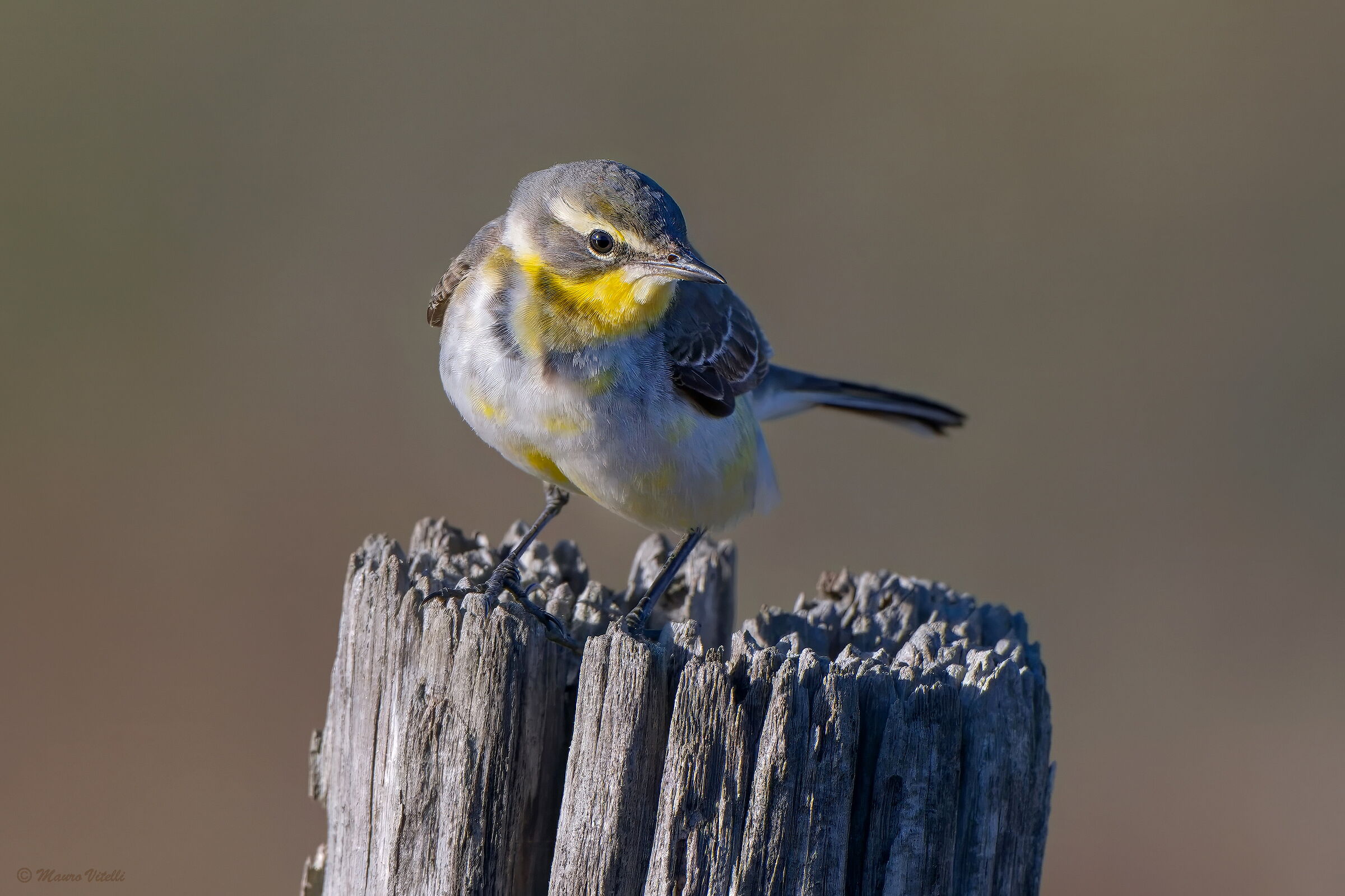 Bering's wagtail
