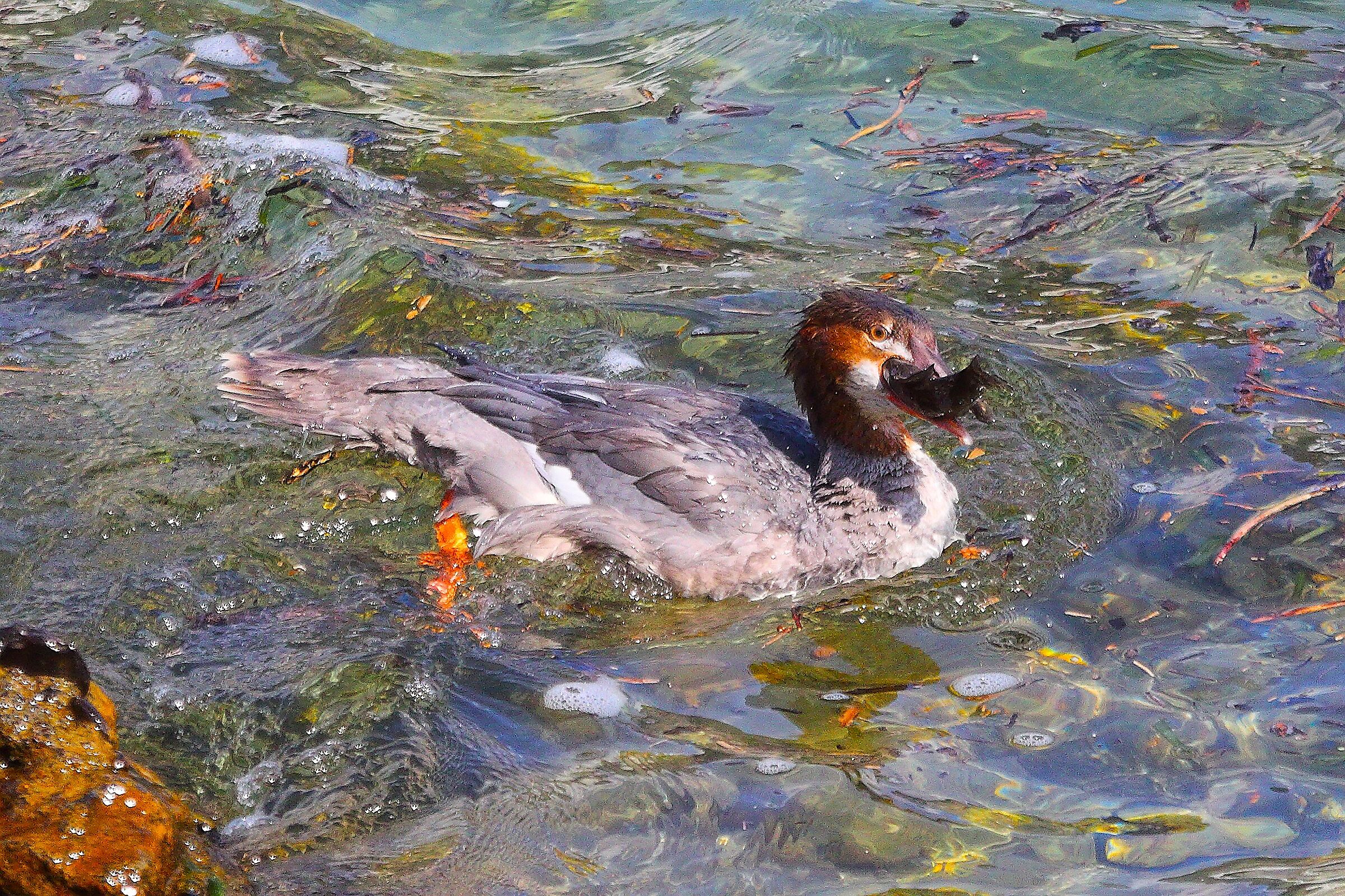 Smergo F 16 settembre 2025 - 0020