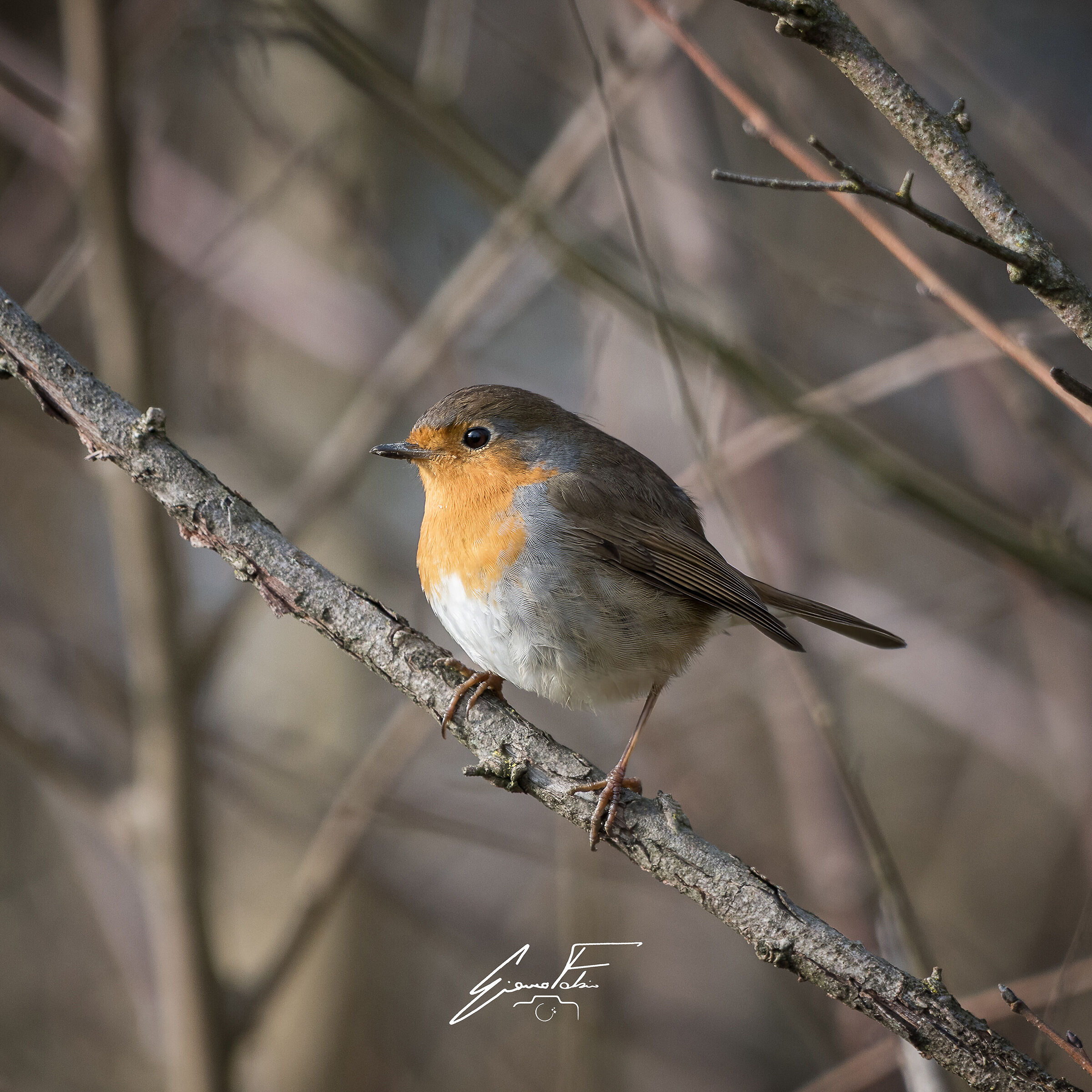 Robin