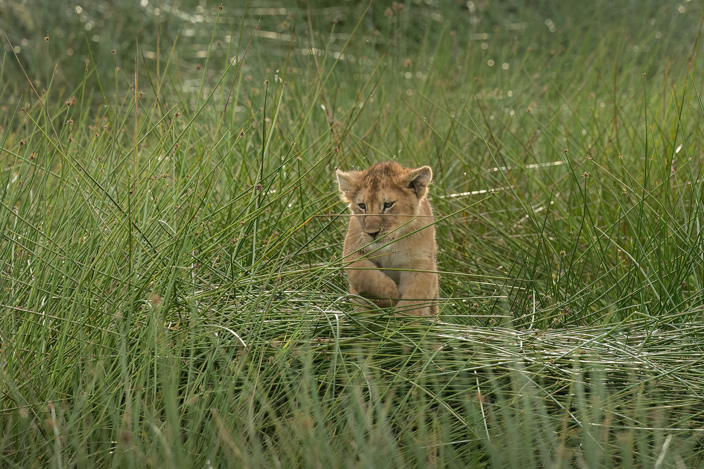 The Little Explorer