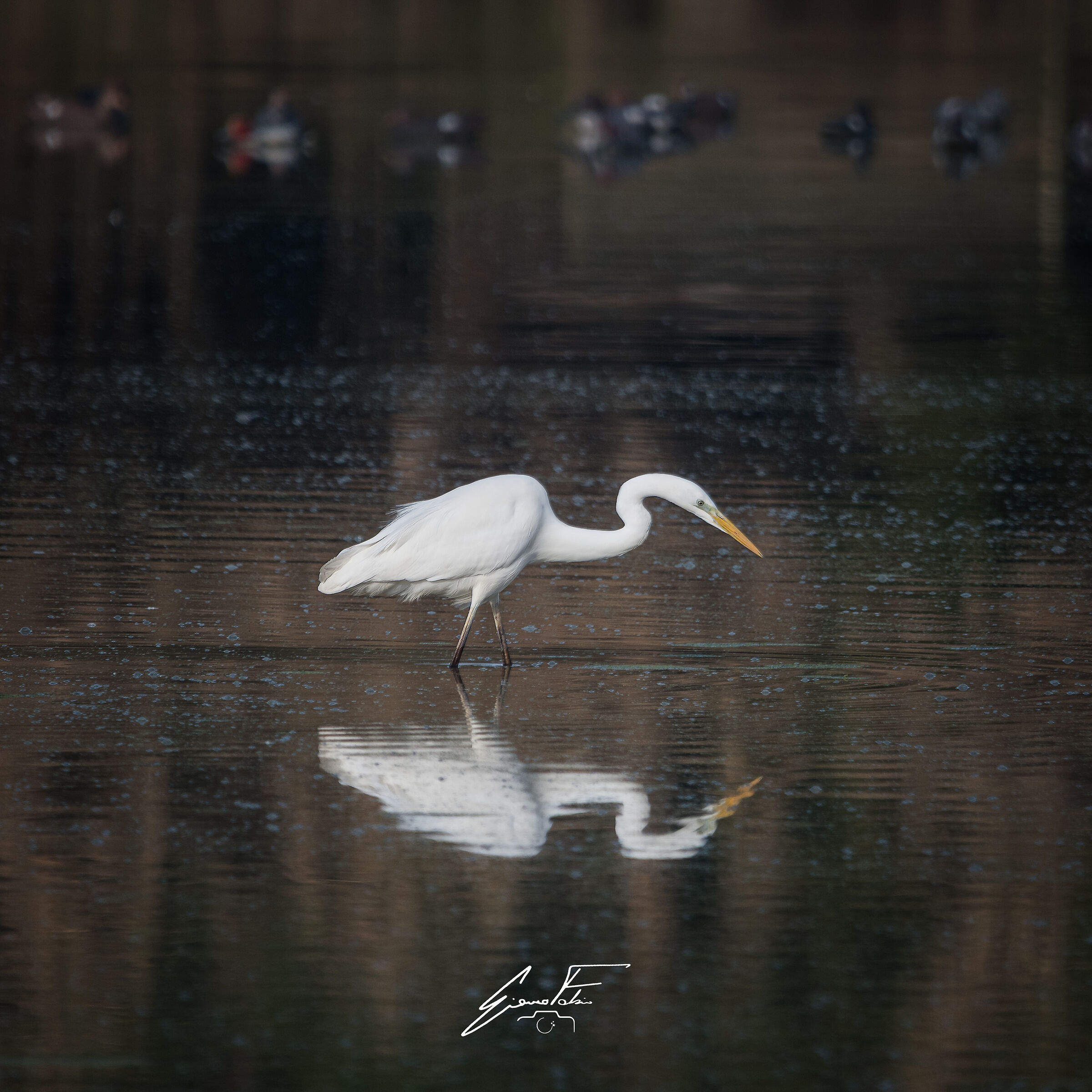 Great White Heron