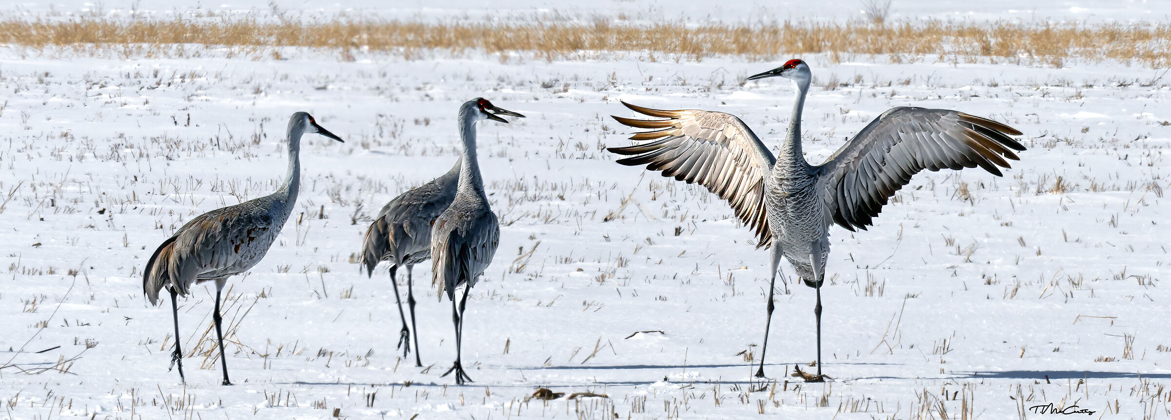 Sandhill Cranes