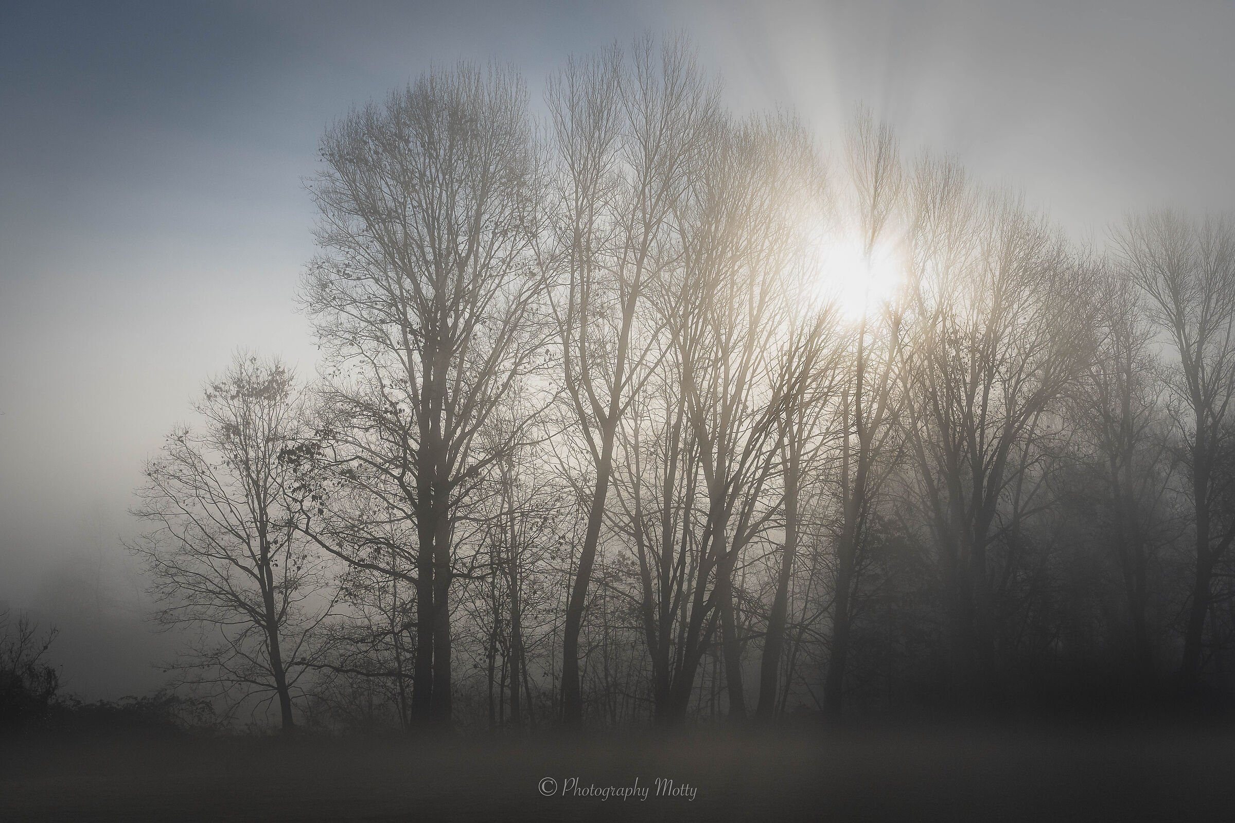 The forest and the fog