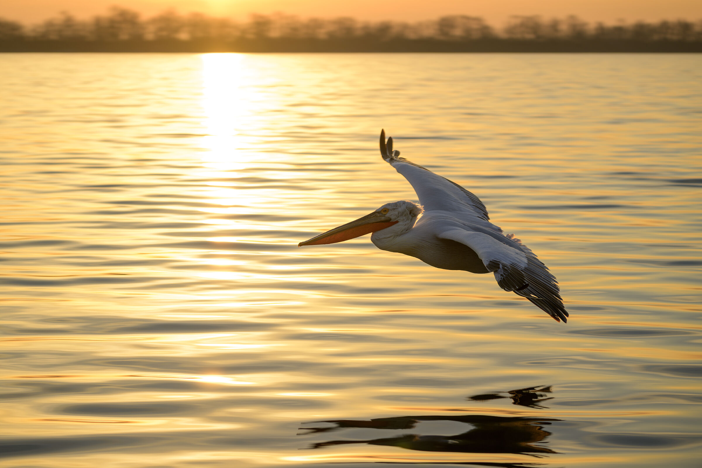 HEDGEHOG PELICAN